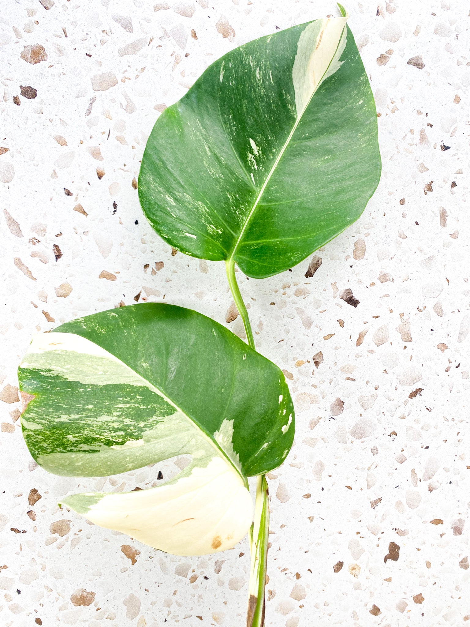 Monstera Albo White Tiger 3 leaves