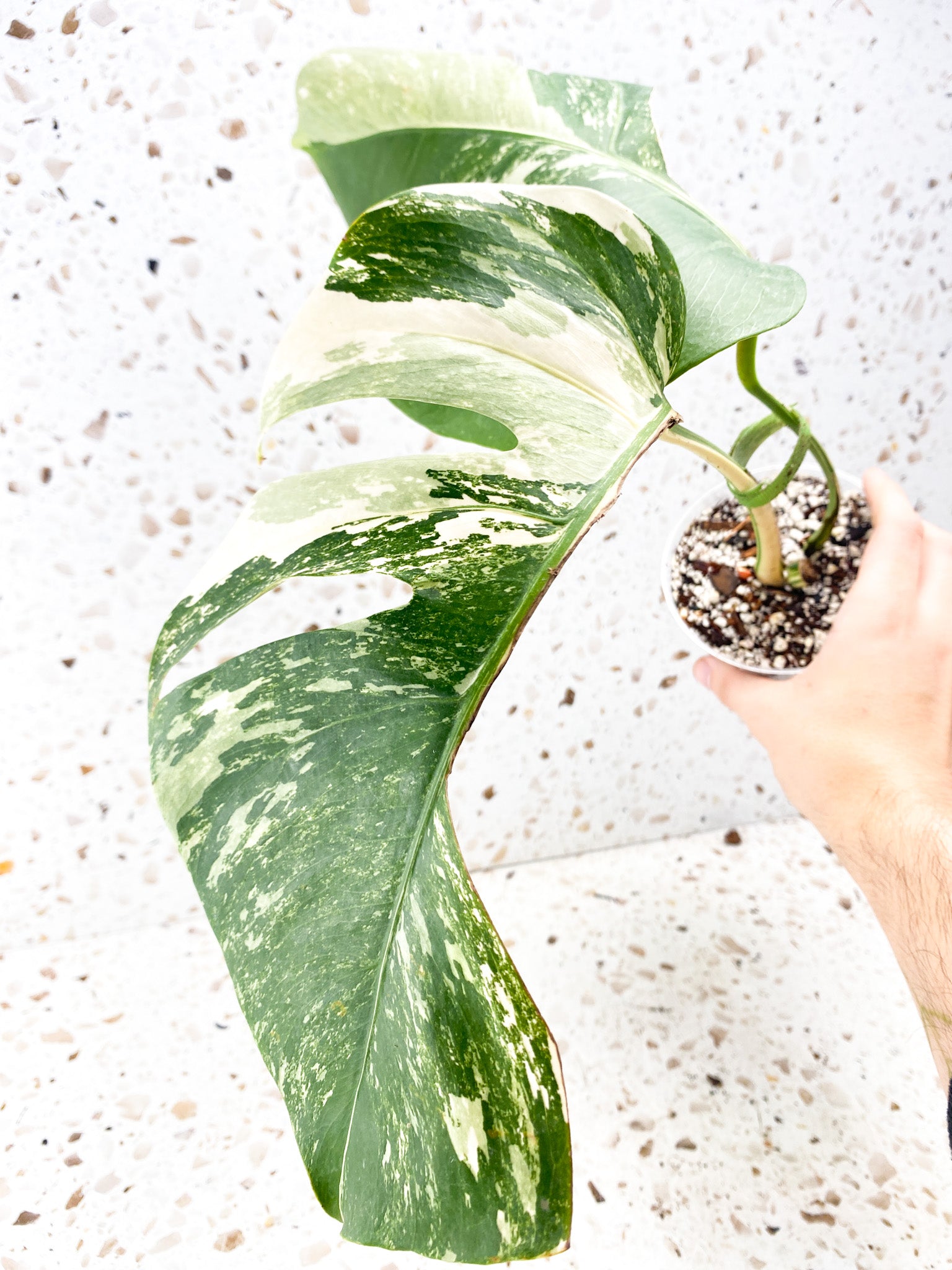 Monstera Albo White Tiger 2 leaves