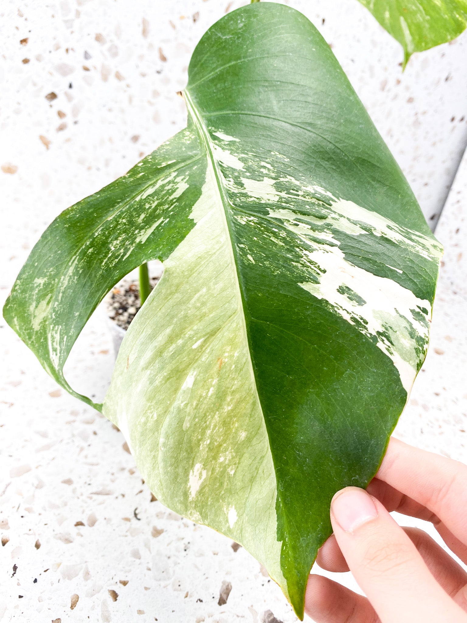 Monstera Albo White Tiger 2 leaves