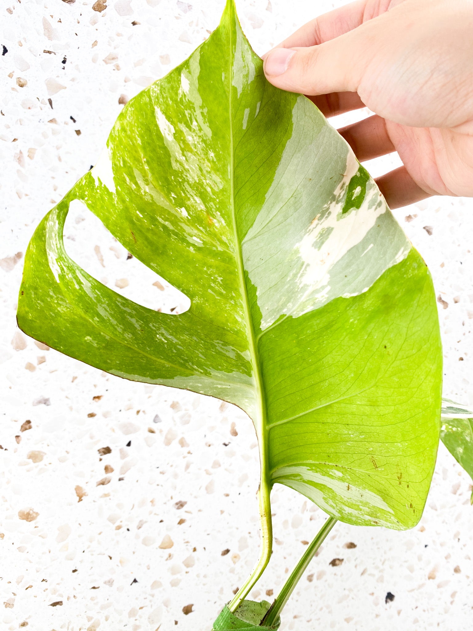 Monstera Albo White Tiger 2 leaves