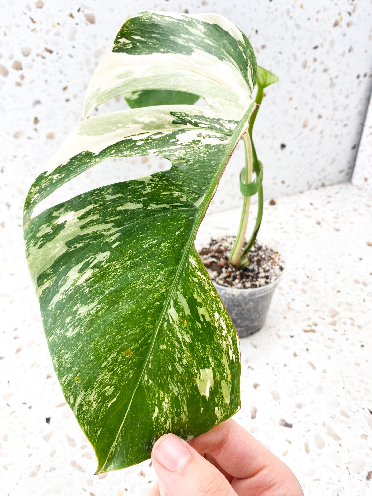 Monstera Albo White Tiger 2 leaves