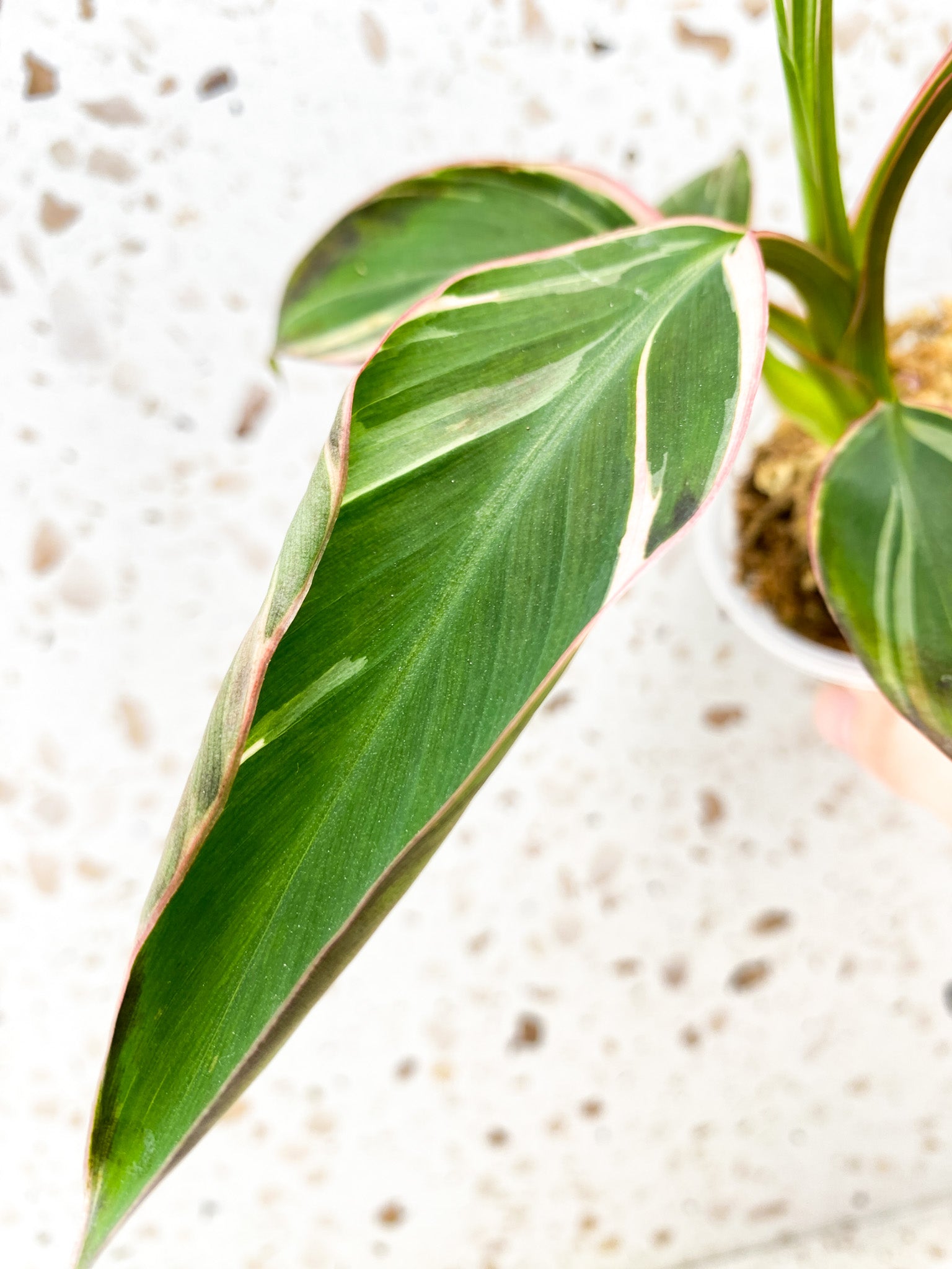 Musa Nono (pink variegated banana plant)