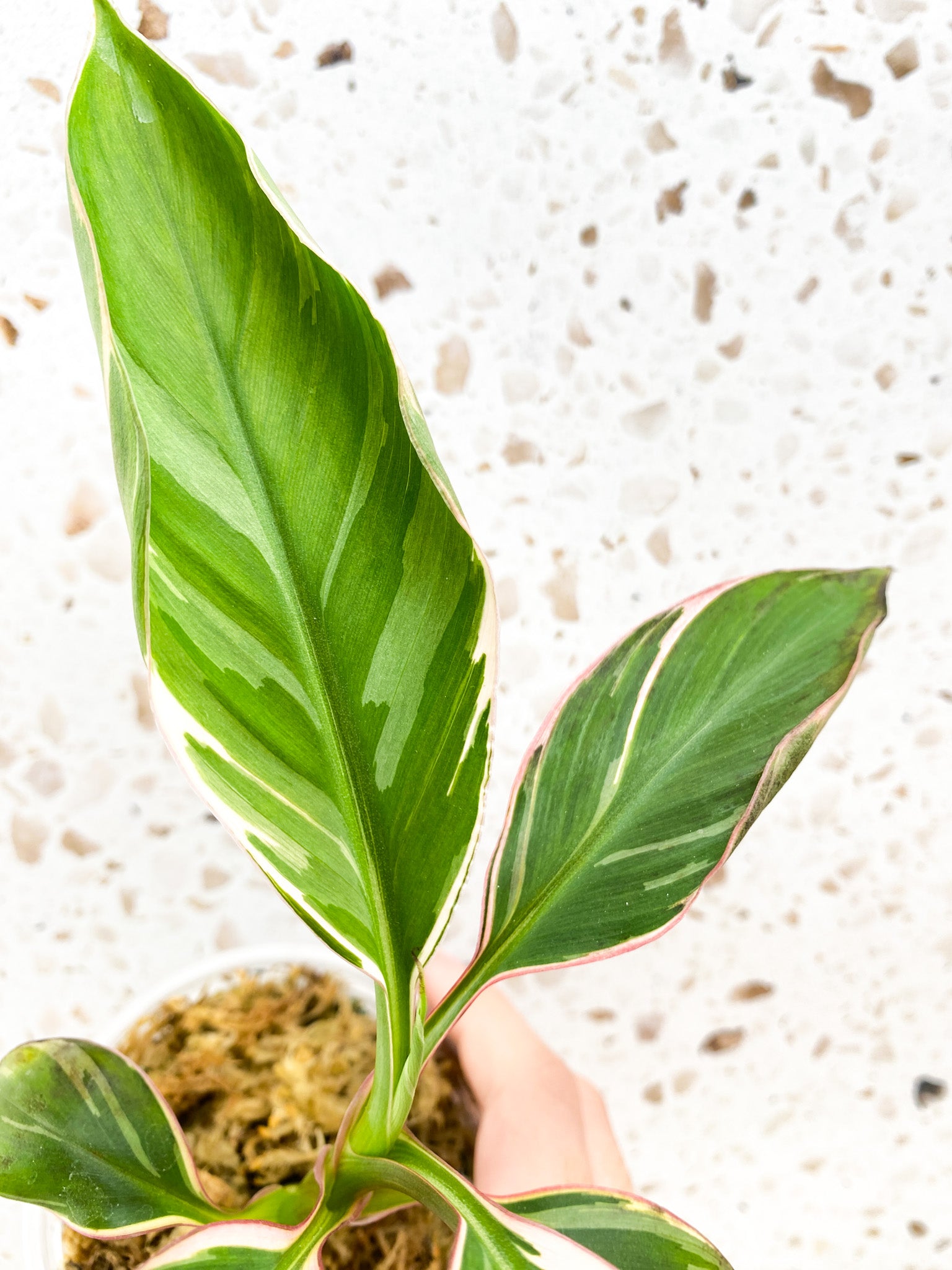 Musa Nono (pink variegated banana plant)