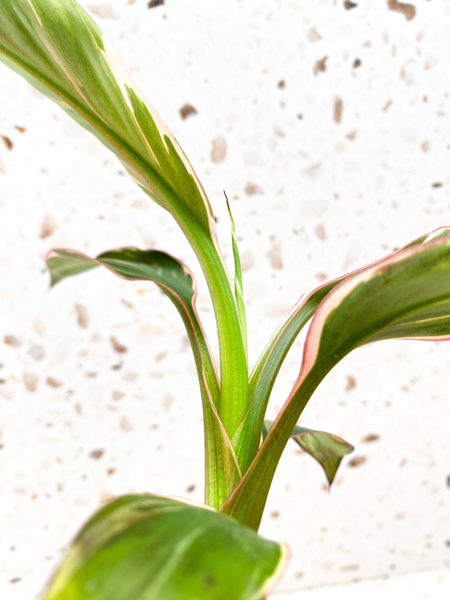 Musa Nono (pink variegated banana plant)