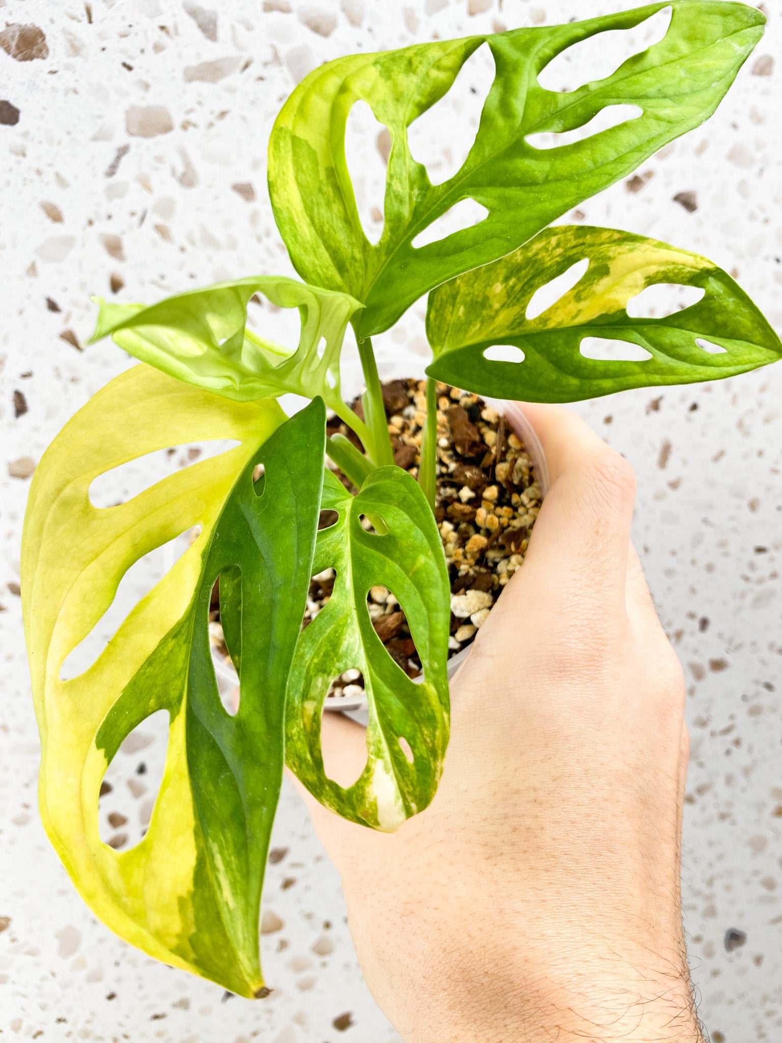 RESERVED for Adam: Monstera Adansonii Aurea 5 leaves top cutting