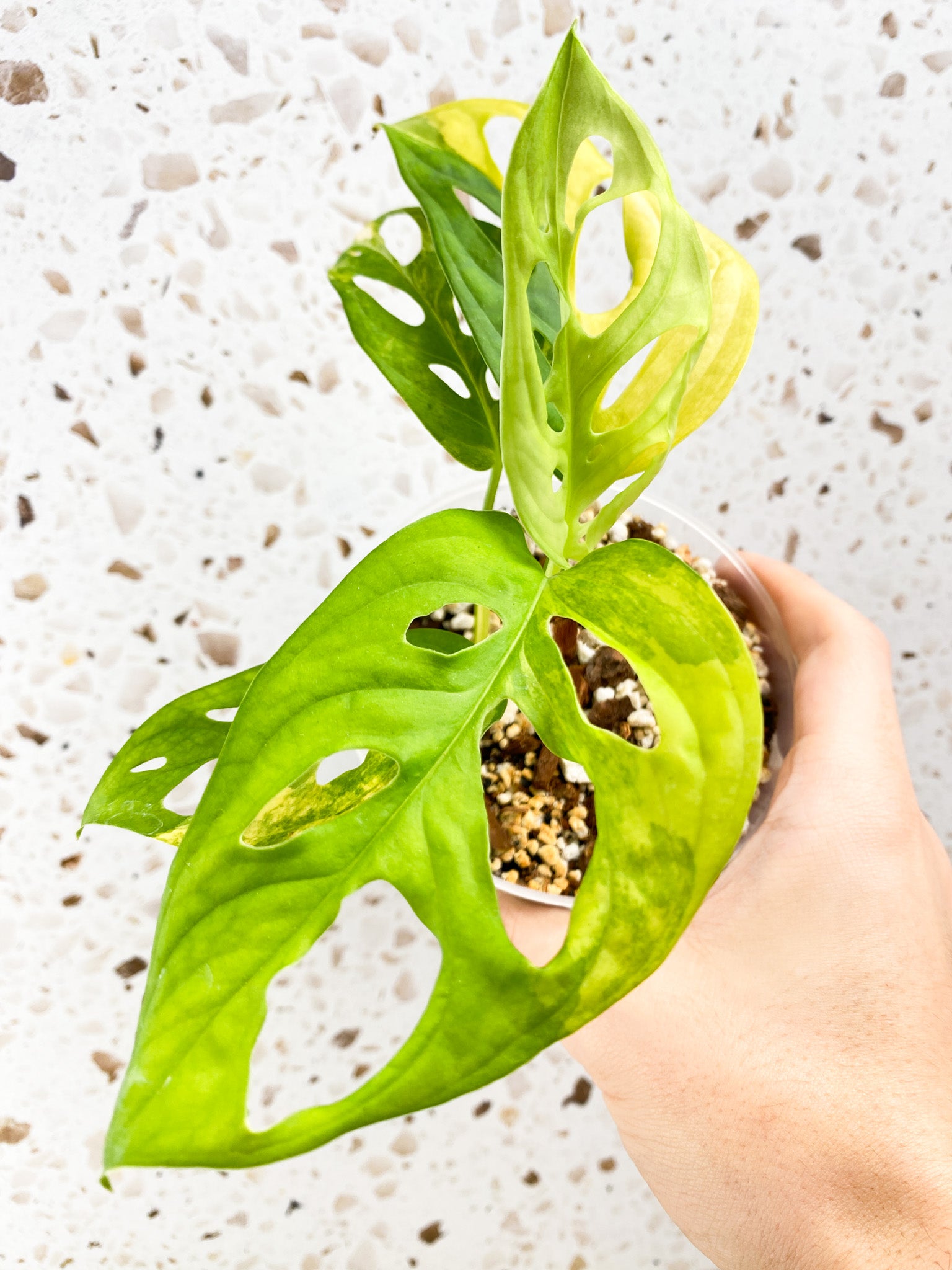 RESERVED for Adam: Monstera Adansonii Aurea 5 leaves top cutting