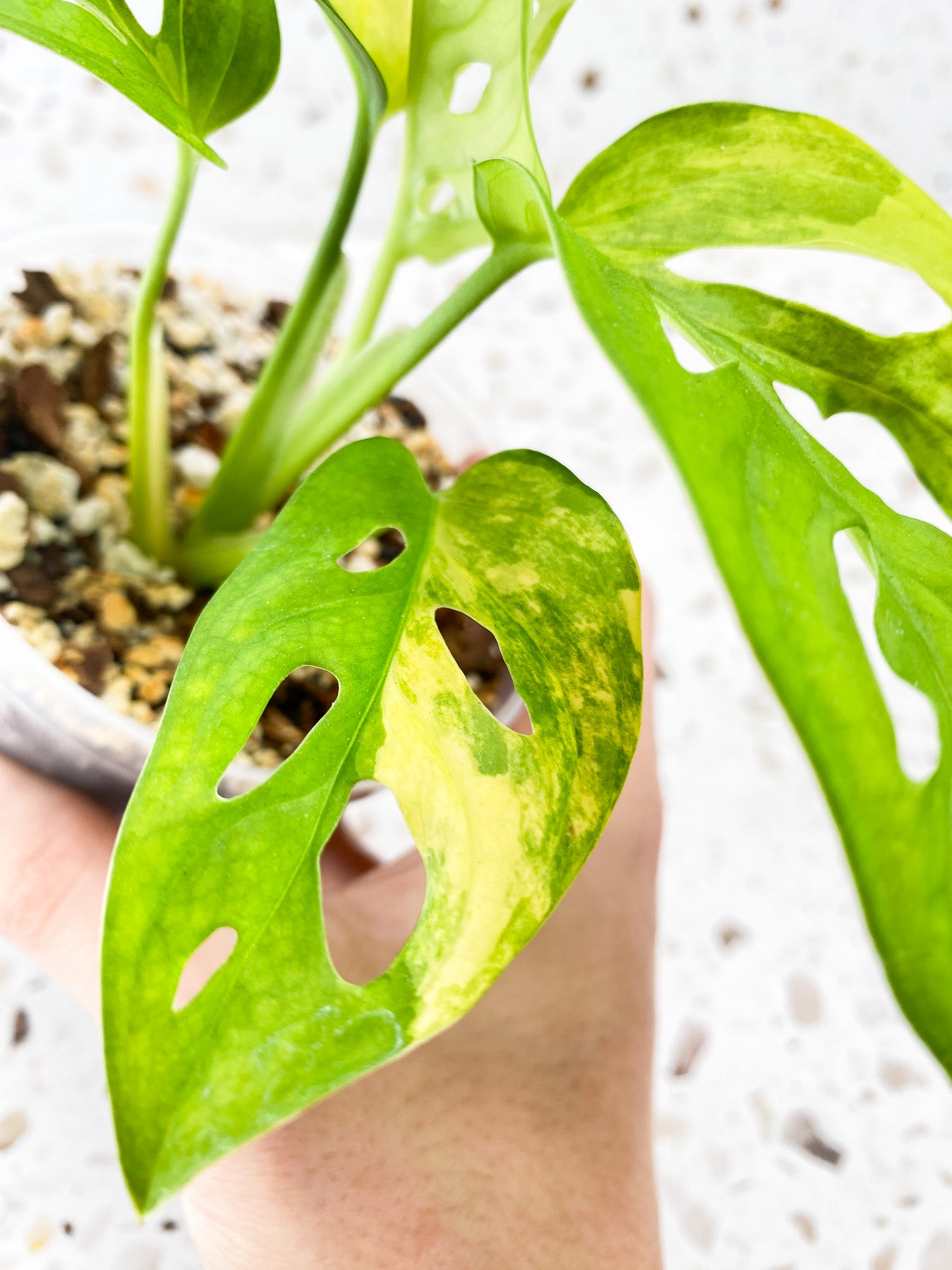 RESERVED for Adam: Monstera Adansonii Aurea 5 leaves top cutting