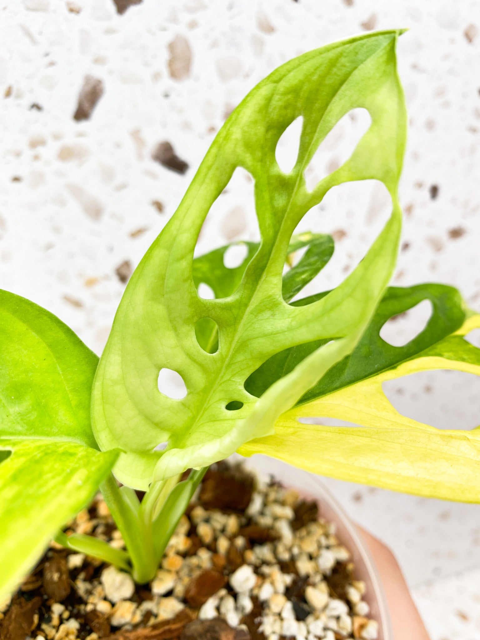 RESERVED for Adam: Monstera Adansonii Aurea 5 leaves top cutting