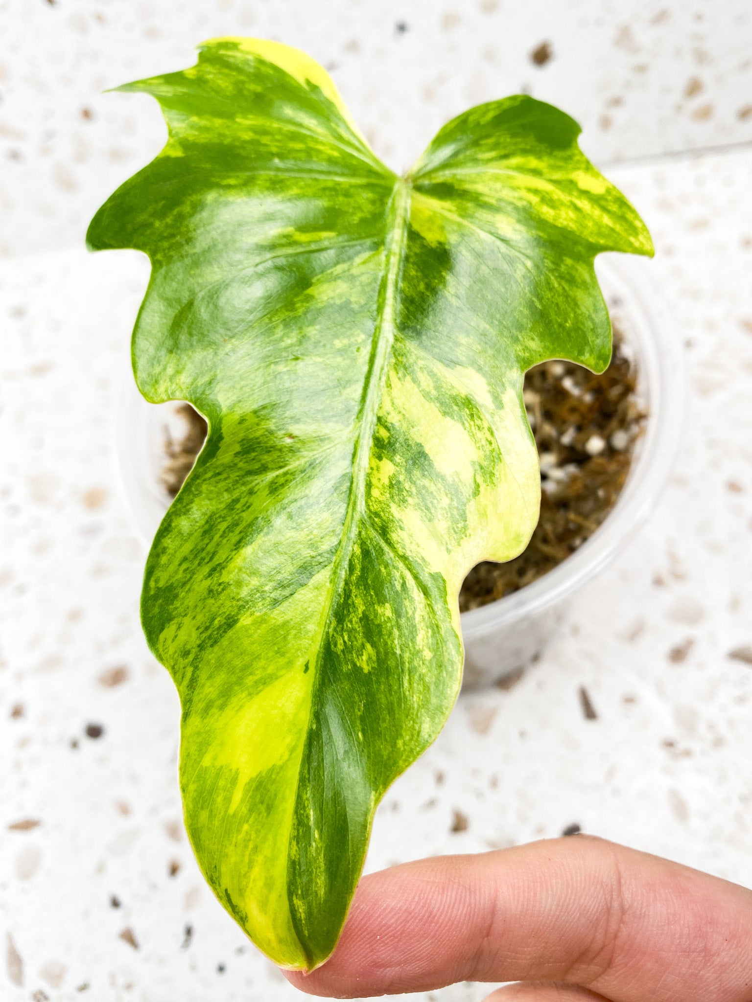 Thaumatophyllum Radiatum Variegated 1 leaf