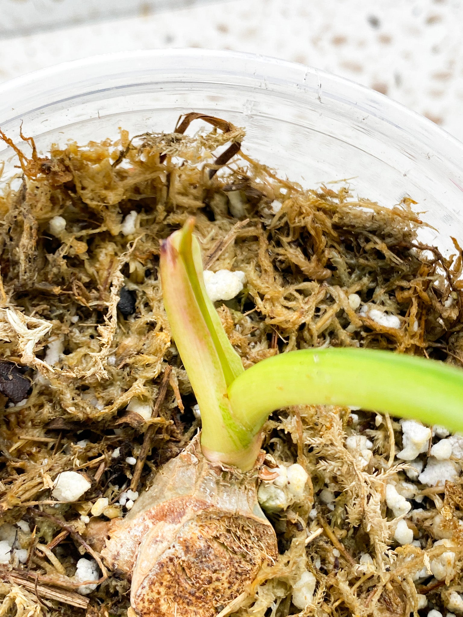 Thaumatophyllum Radiatum Variegated 1 leaf