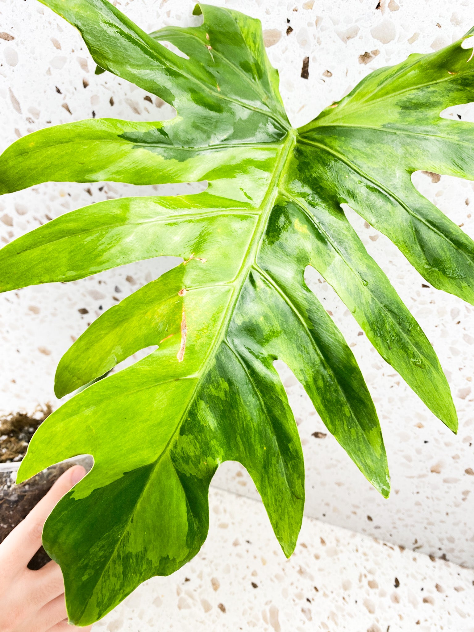 Thaumatophyllum Radiatum Variegated 1 big leaf