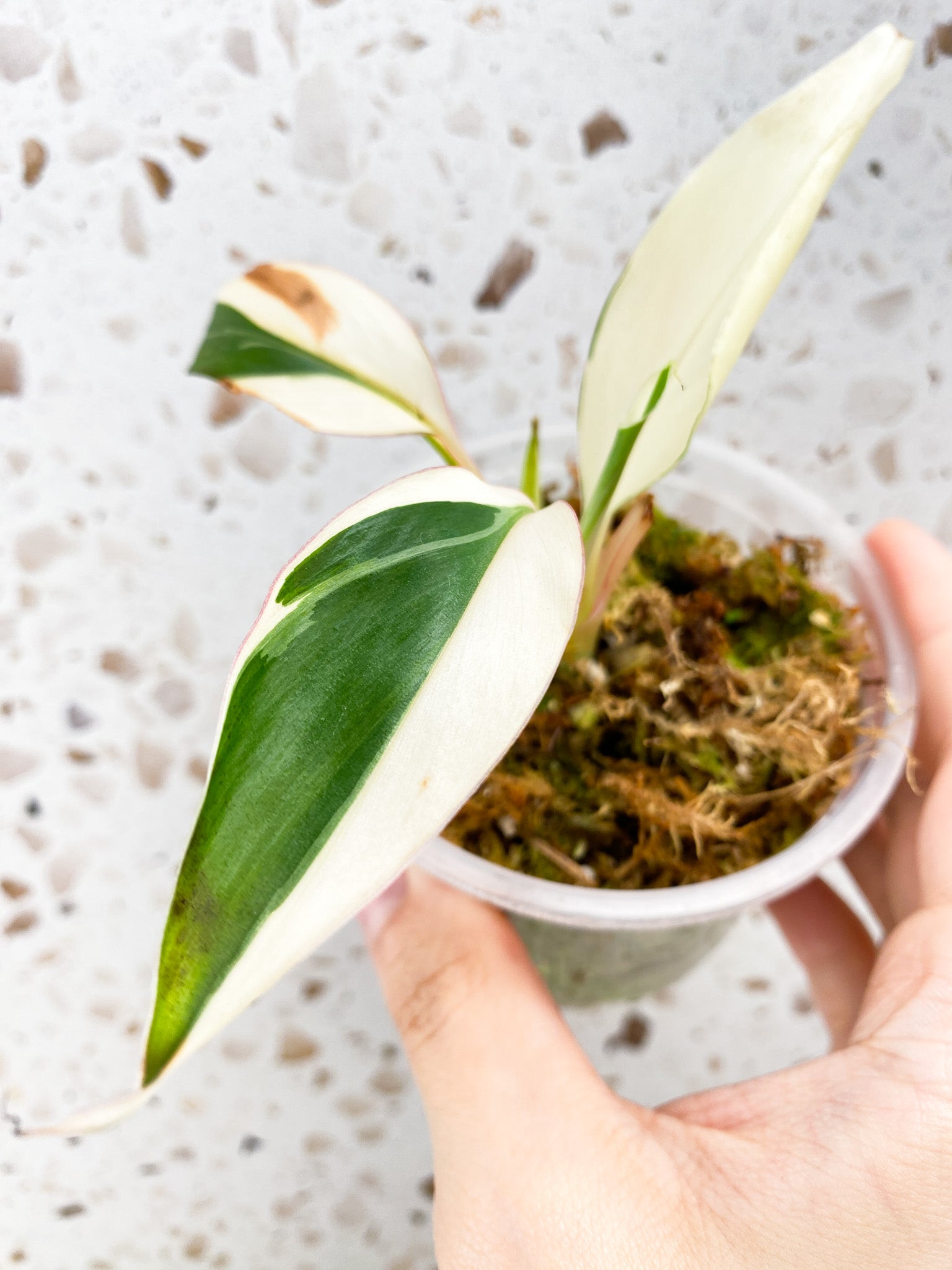 Musa Nono (pink variegated banana) baby plant