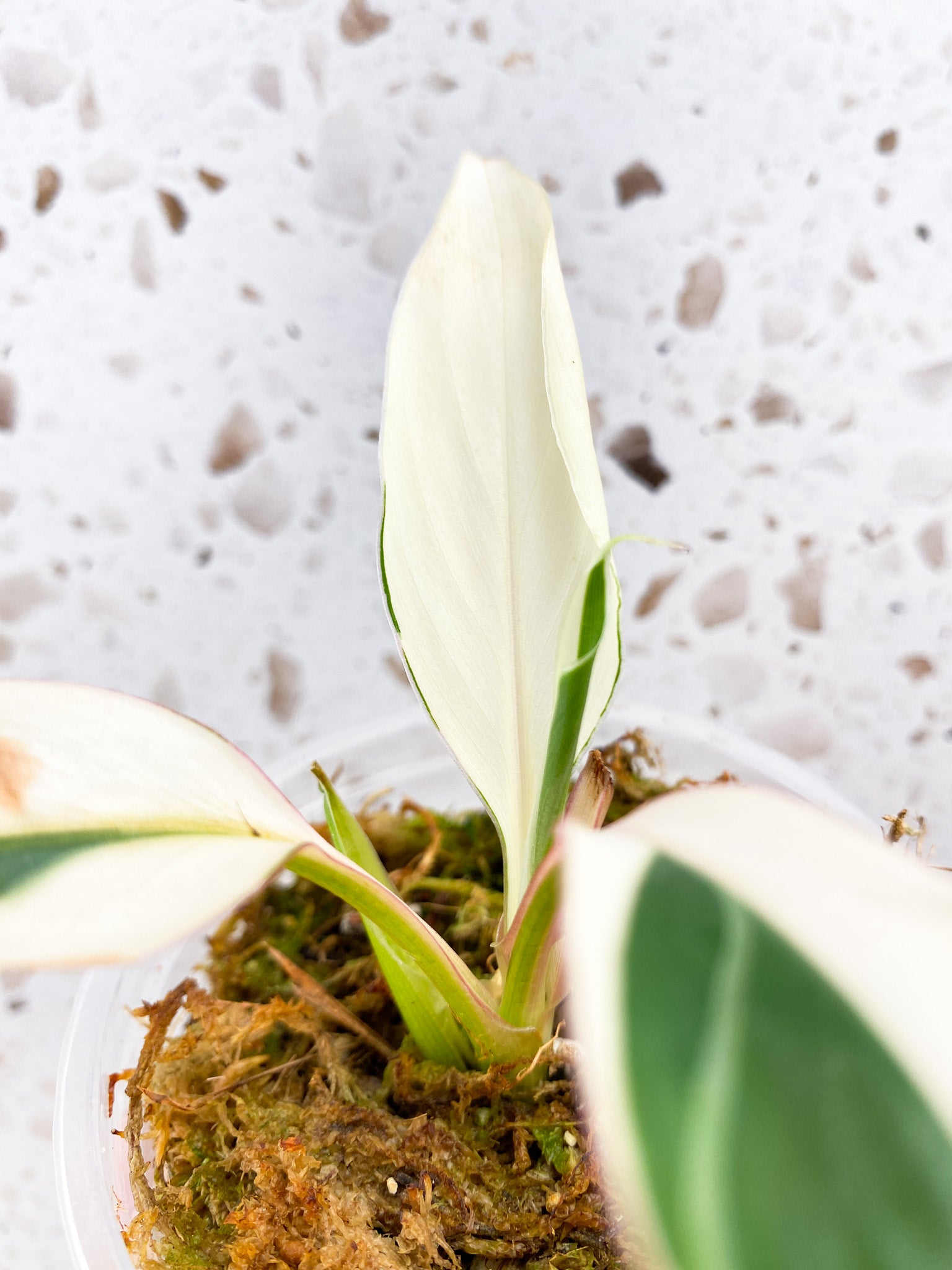 Musa Nono (pink variegated banana) baby plant