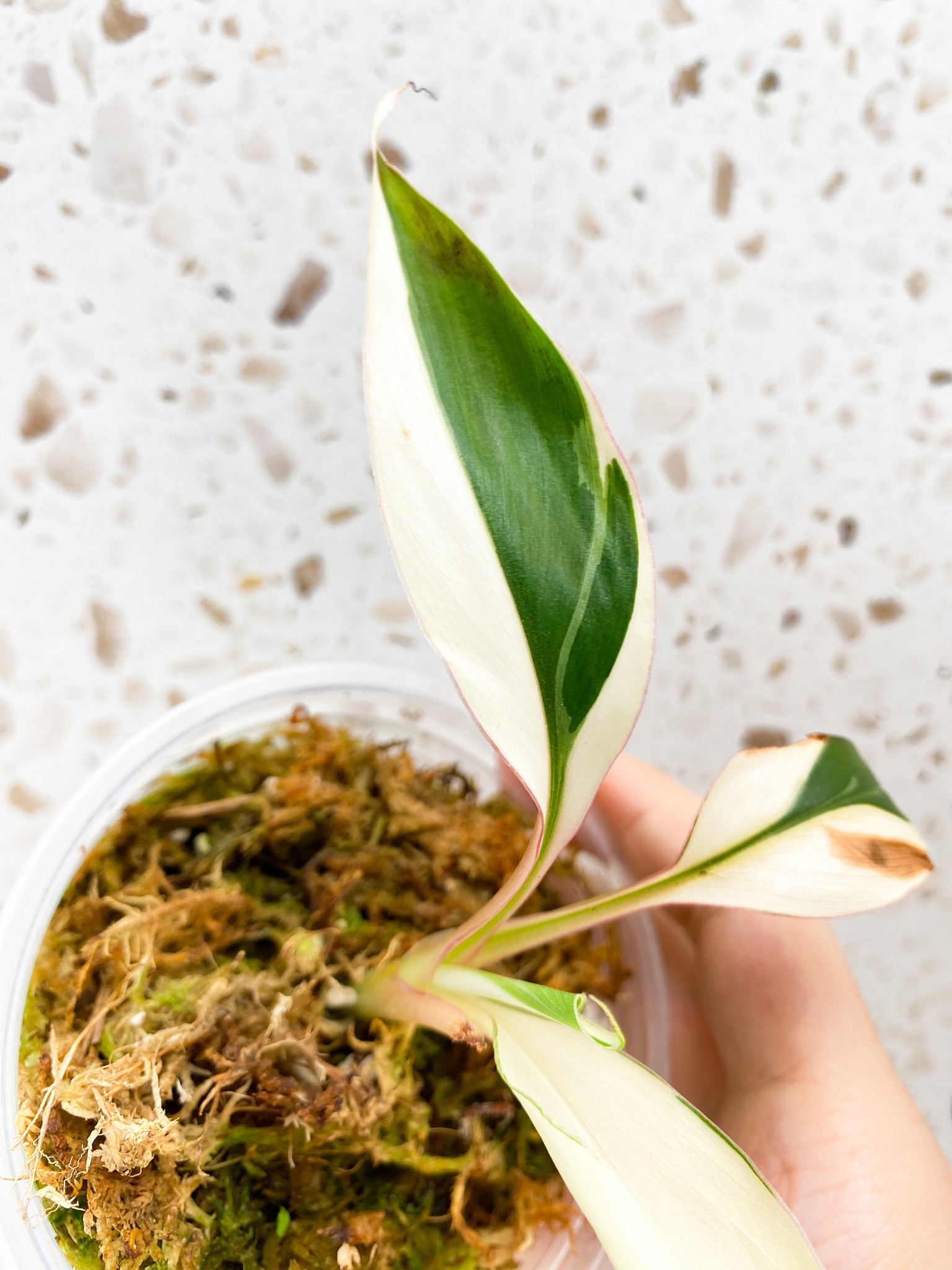 Musa Nono (pink variegated banana) baby plant