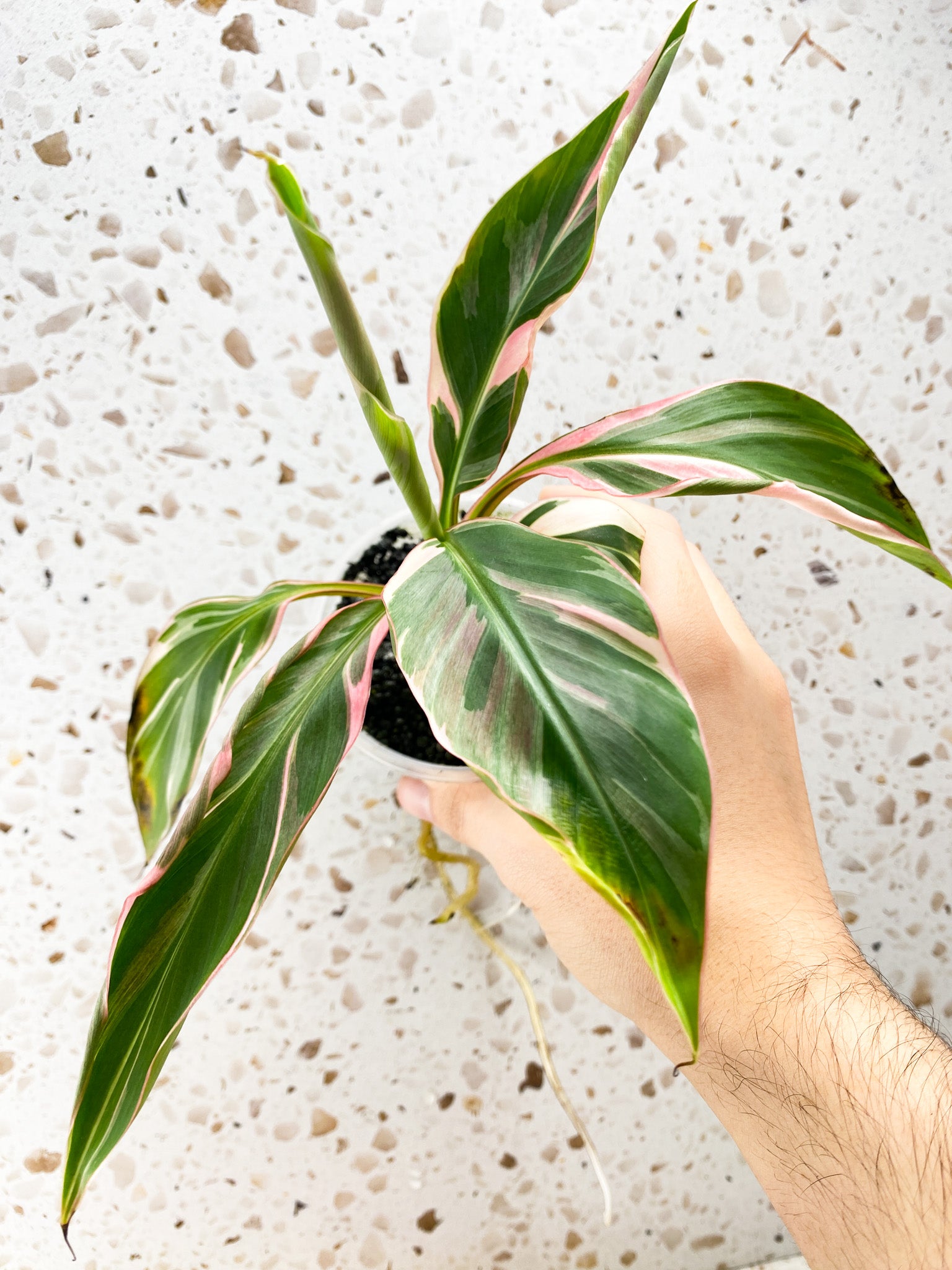 Musa Nono (pink variegated banana) multiple leaves highly pink