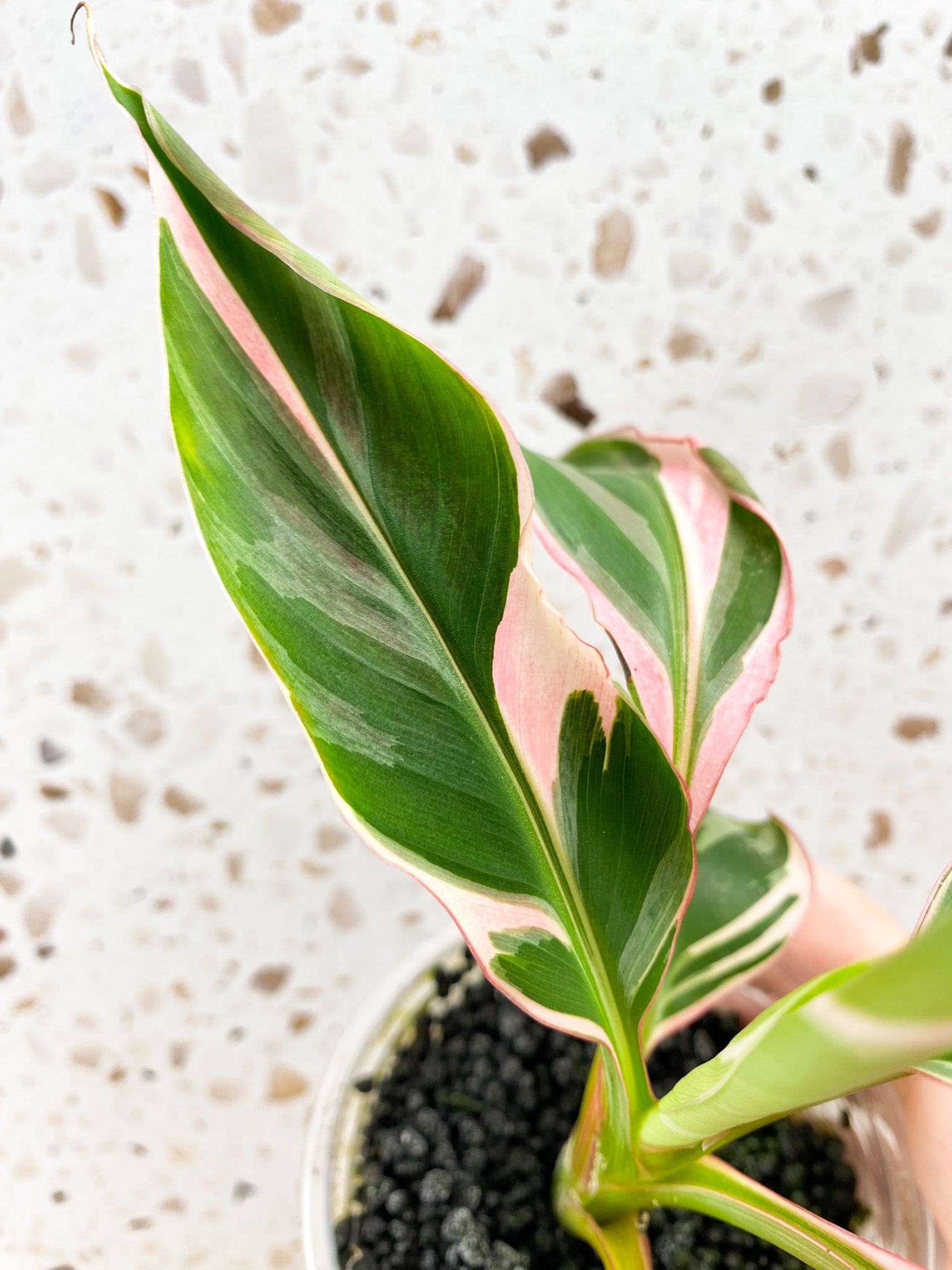 Musa Nono (pink variegated banana) multiple leaves highly pink