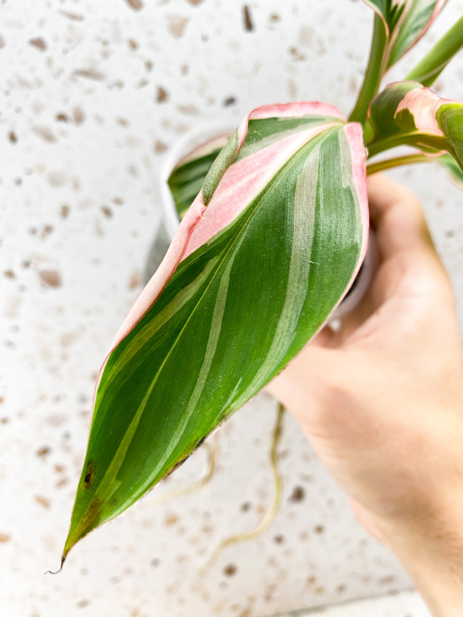 Musa Nono (pink variegated banana) multiple leaves highly pink