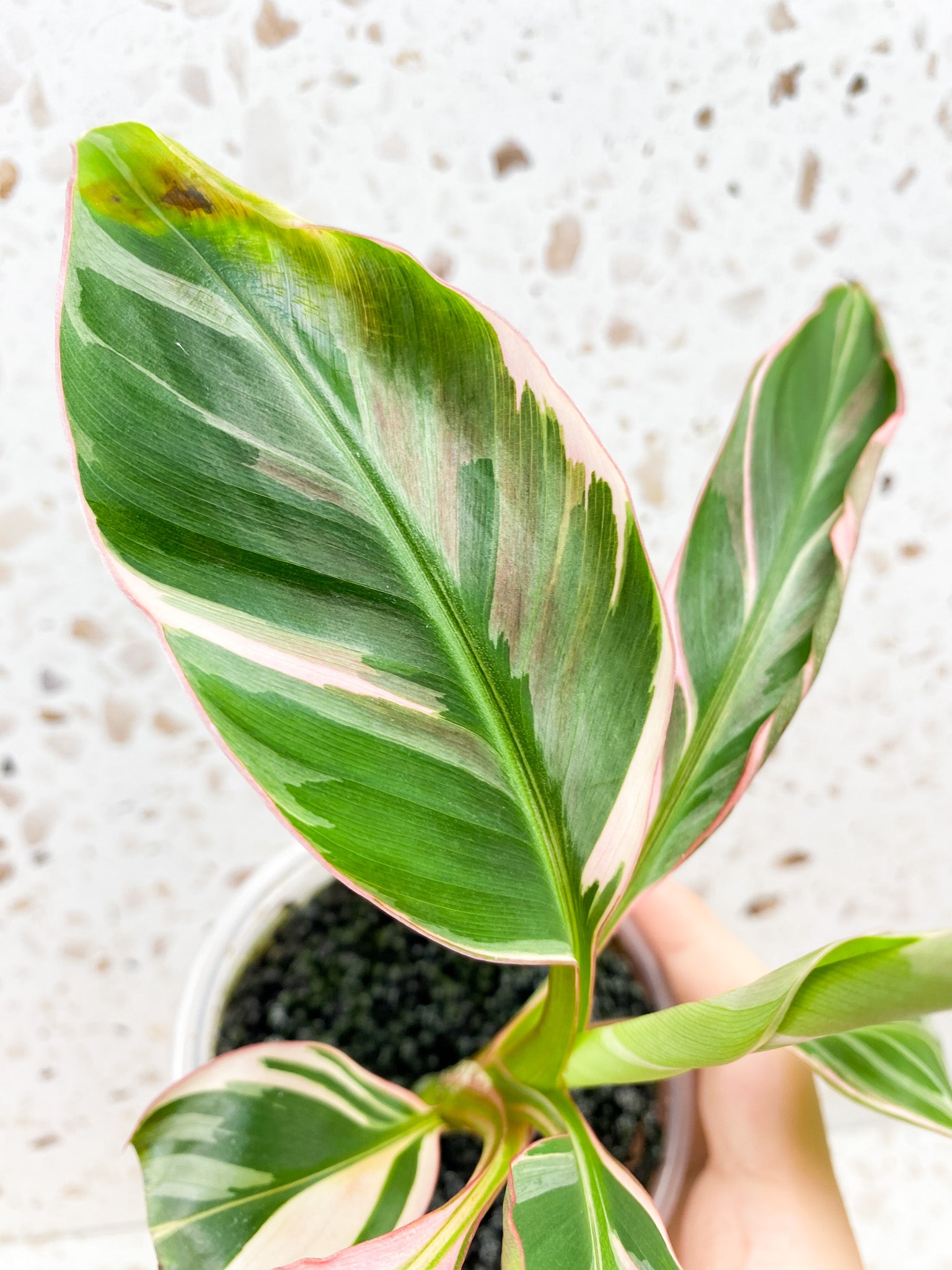 Musa Nono (pink variegated banana) multiple leaves highly pink