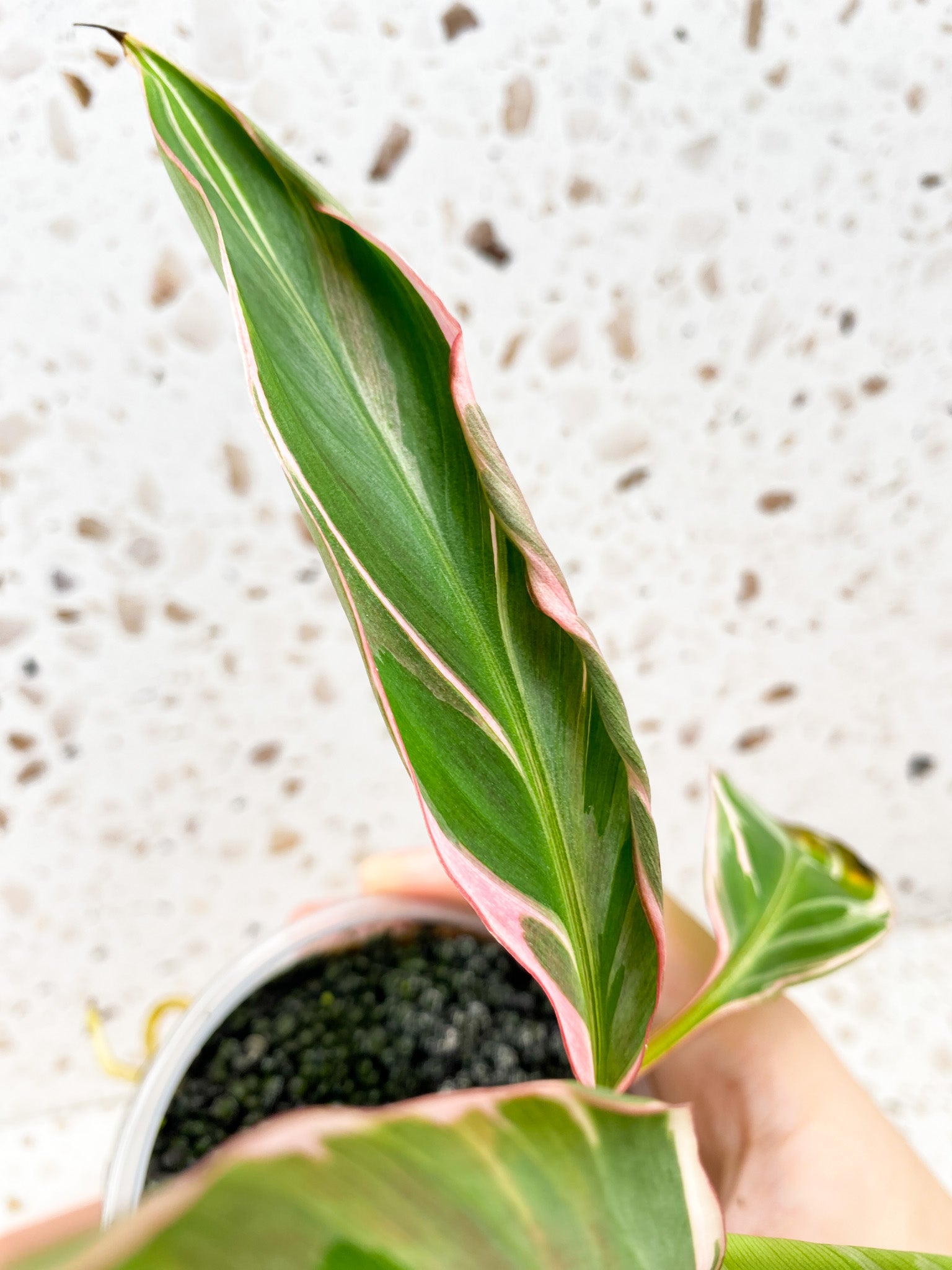 Musa Nono (pink variegated banana) multiple leaves highly pink