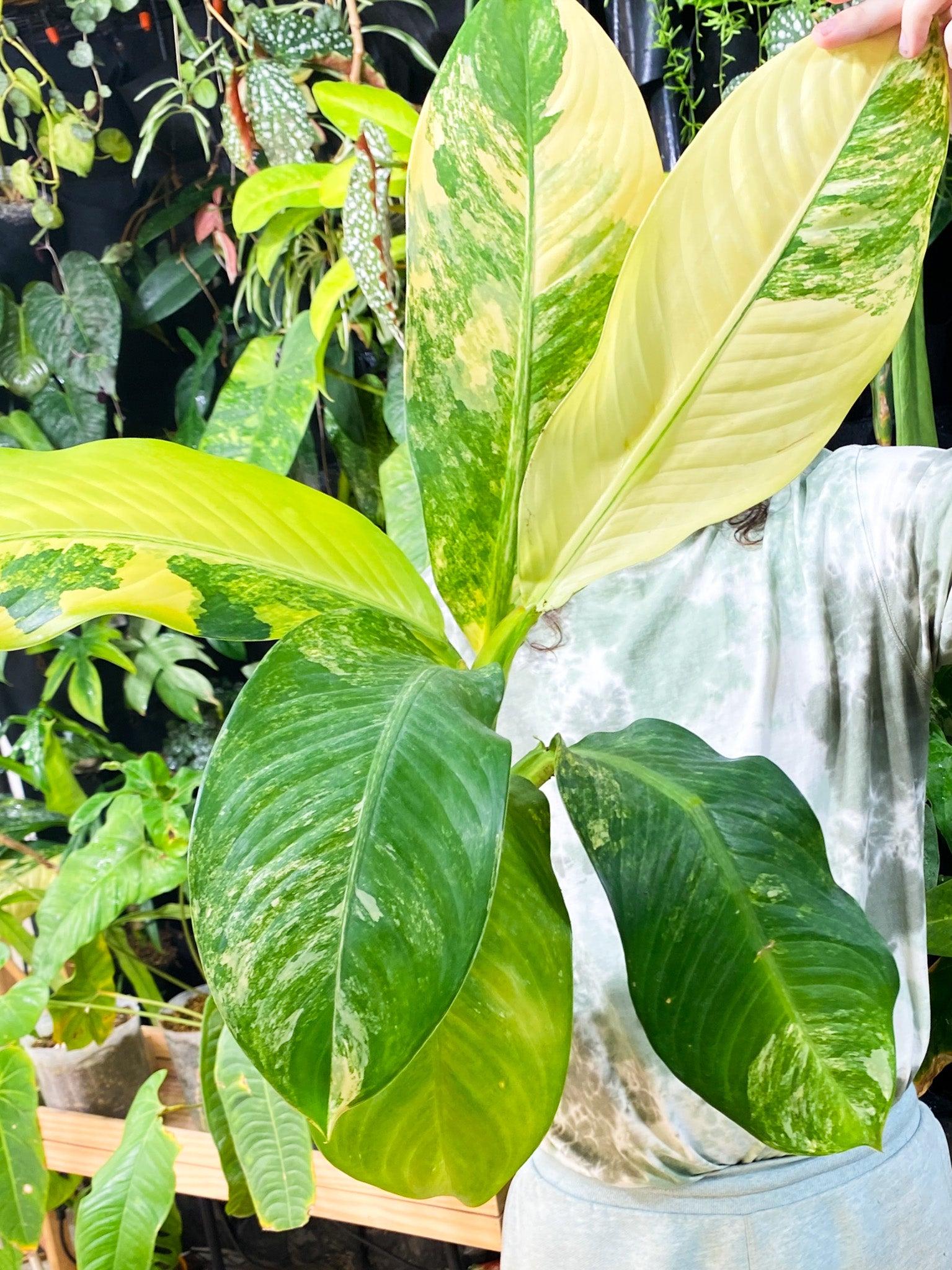 Dieffenbachia Big Ben multiple nodes