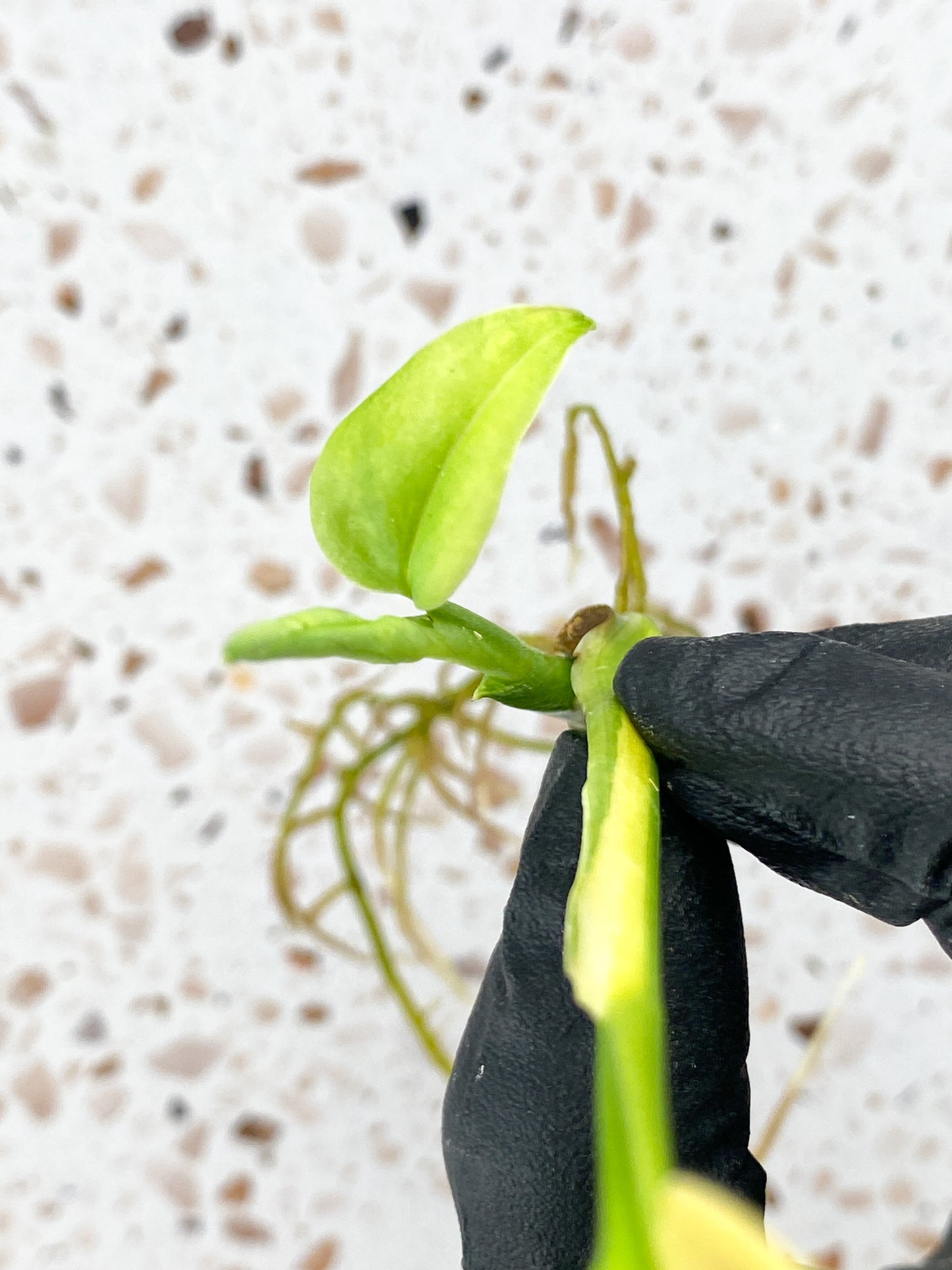 Monstera Adansonii Aurea 1 leaf 1 baby leaf with new growth
