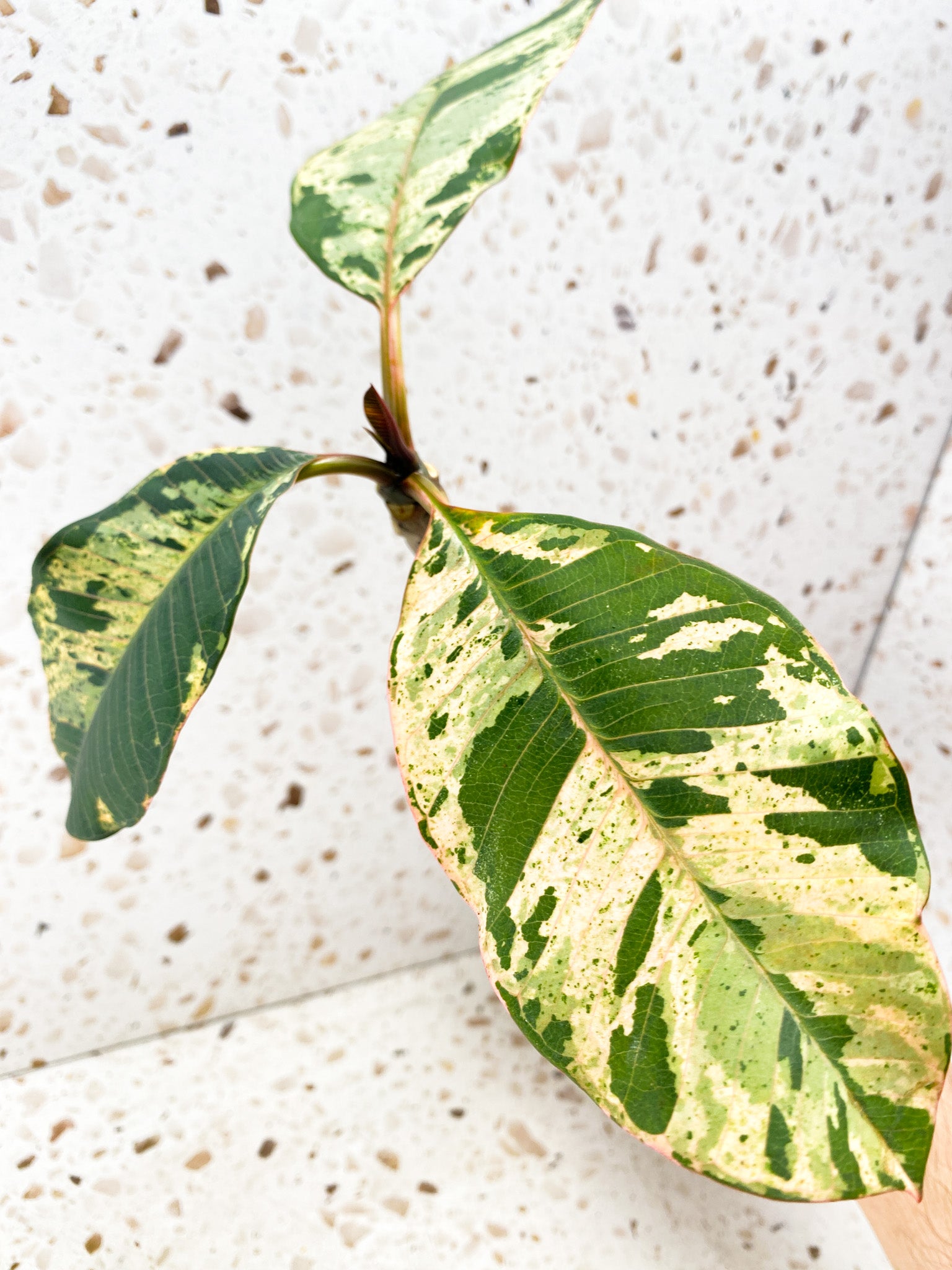 Plumeria Maya Variegated 3 leaves with new growth