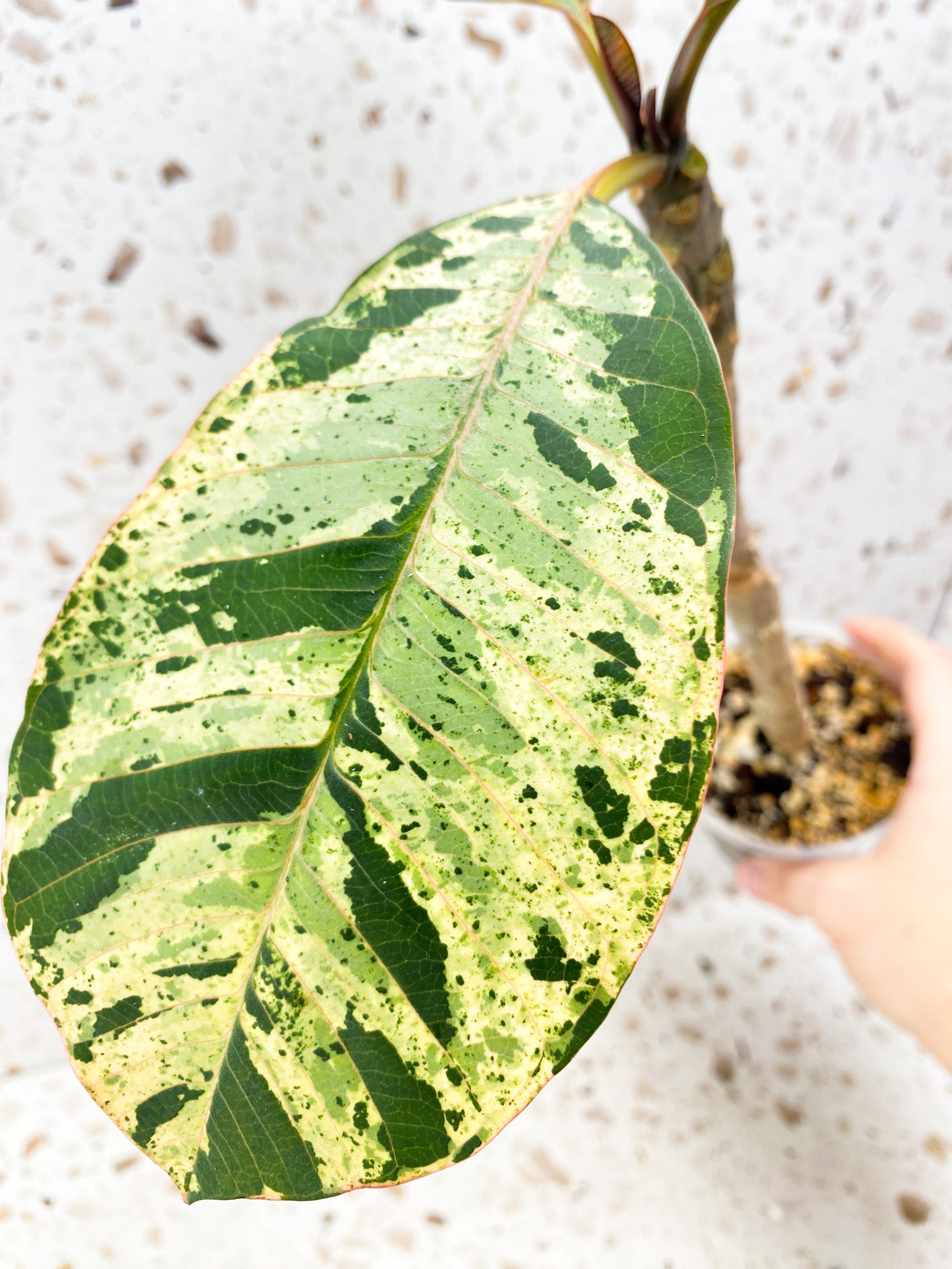 Plumeria Maya Variegated 3 leaves with new growth