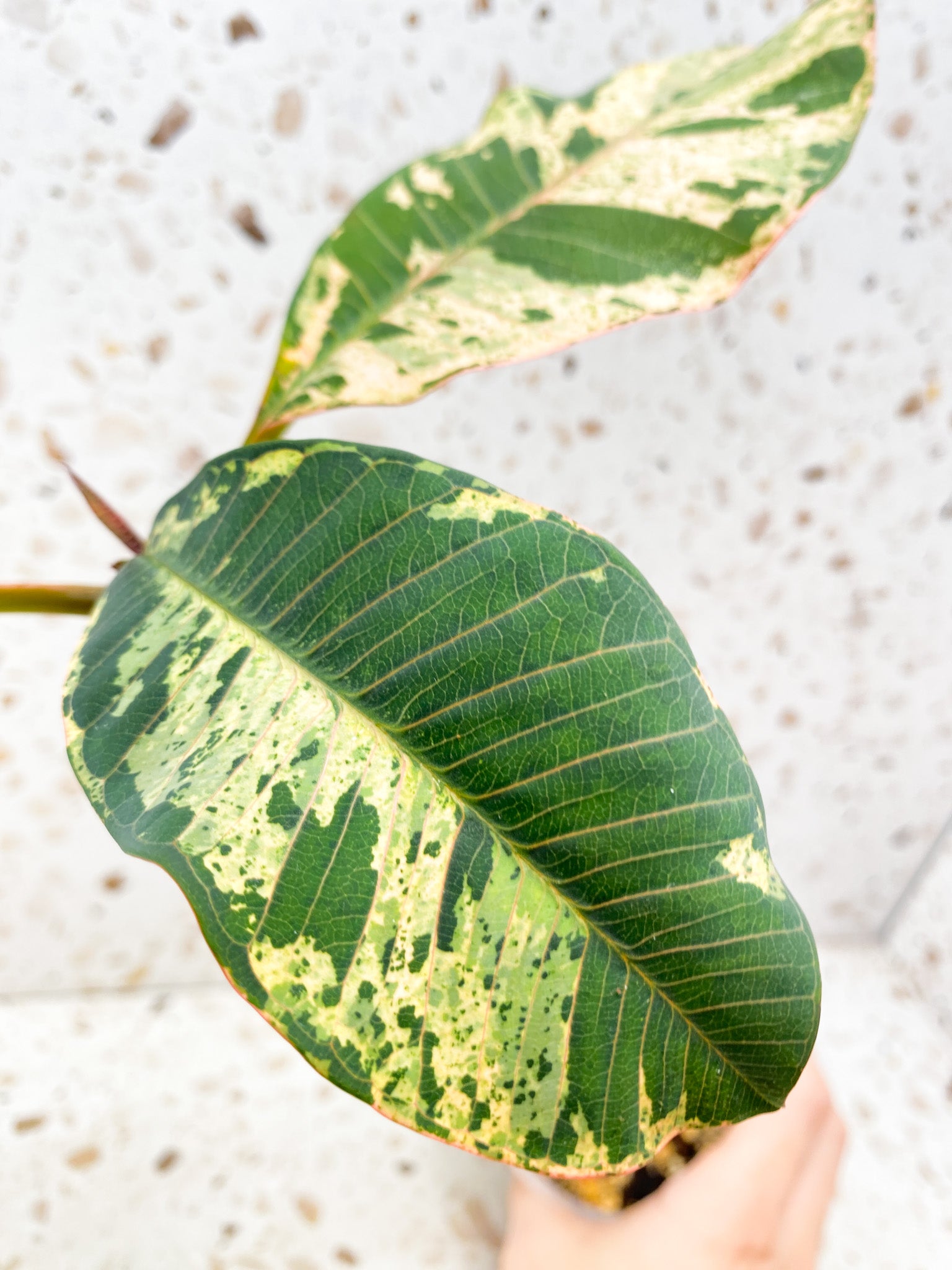 Plumeria Maya Variegated 3 leaves with new growth