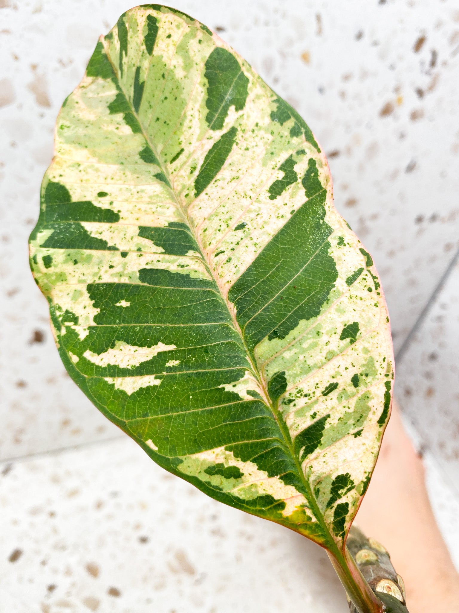 Plumeria Maya Variegated 3 leaves with new growth