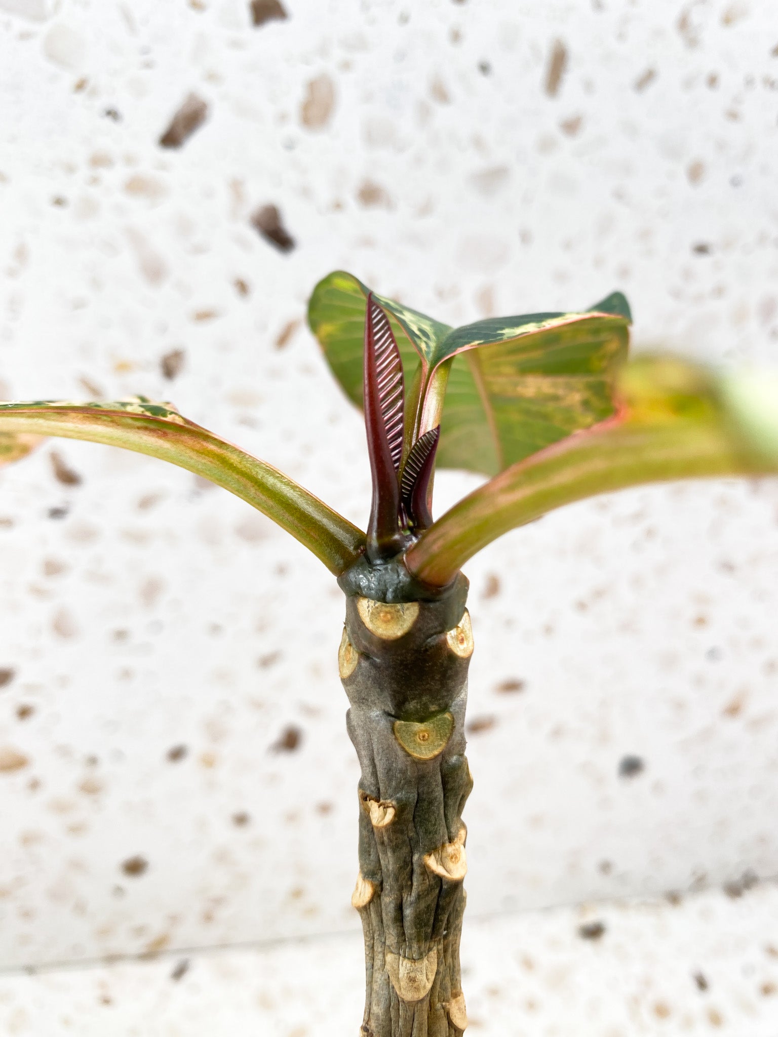 Plumeria Maya Variegated 3 leaves with new growth