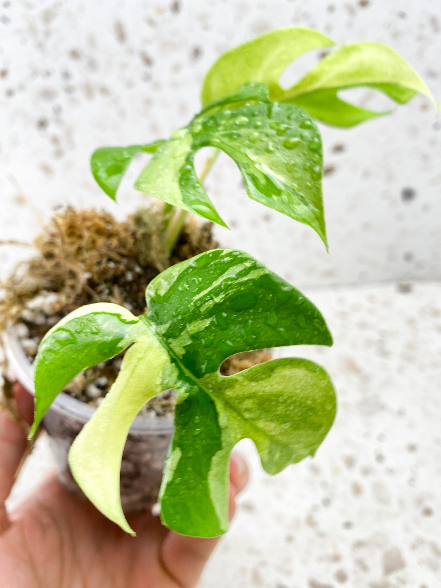 Rhaphidophora Tetrasperma Variegated 3 leaves
