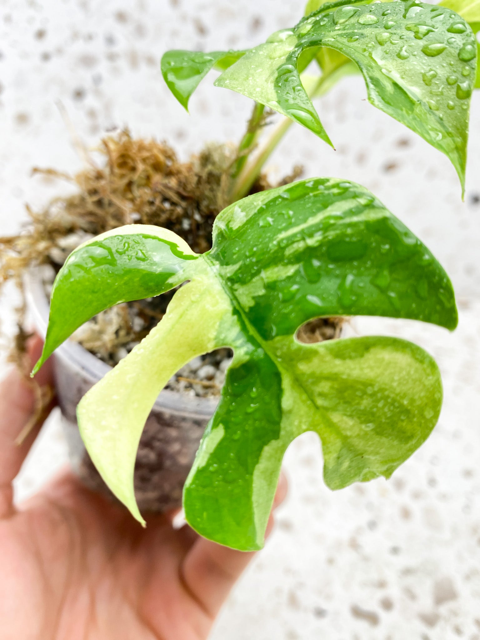 Rhaphidophora Tetrasperma Variegated 3 leaves