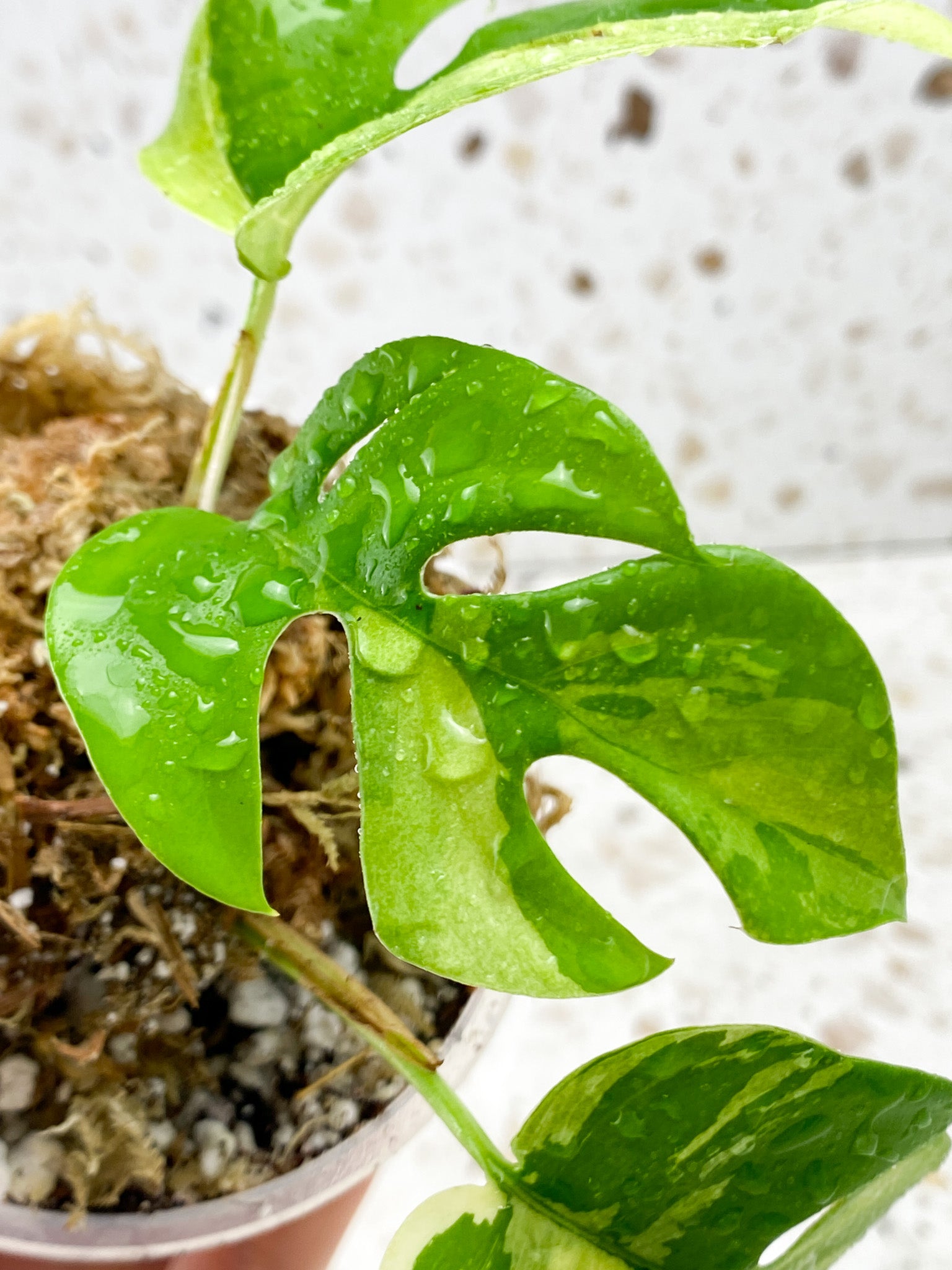 Rhaphidophora Tetrasperma Variegated 3 leaves