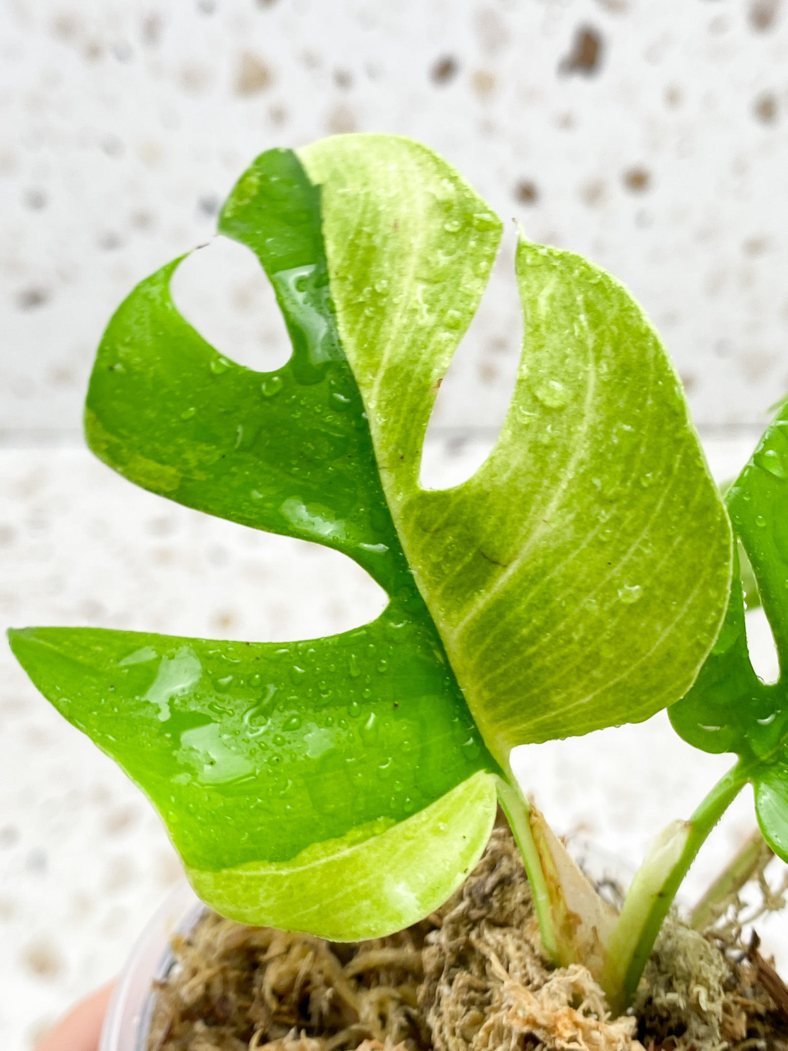 Rhaphidophora Tetrasperma Variegated 3 leaves