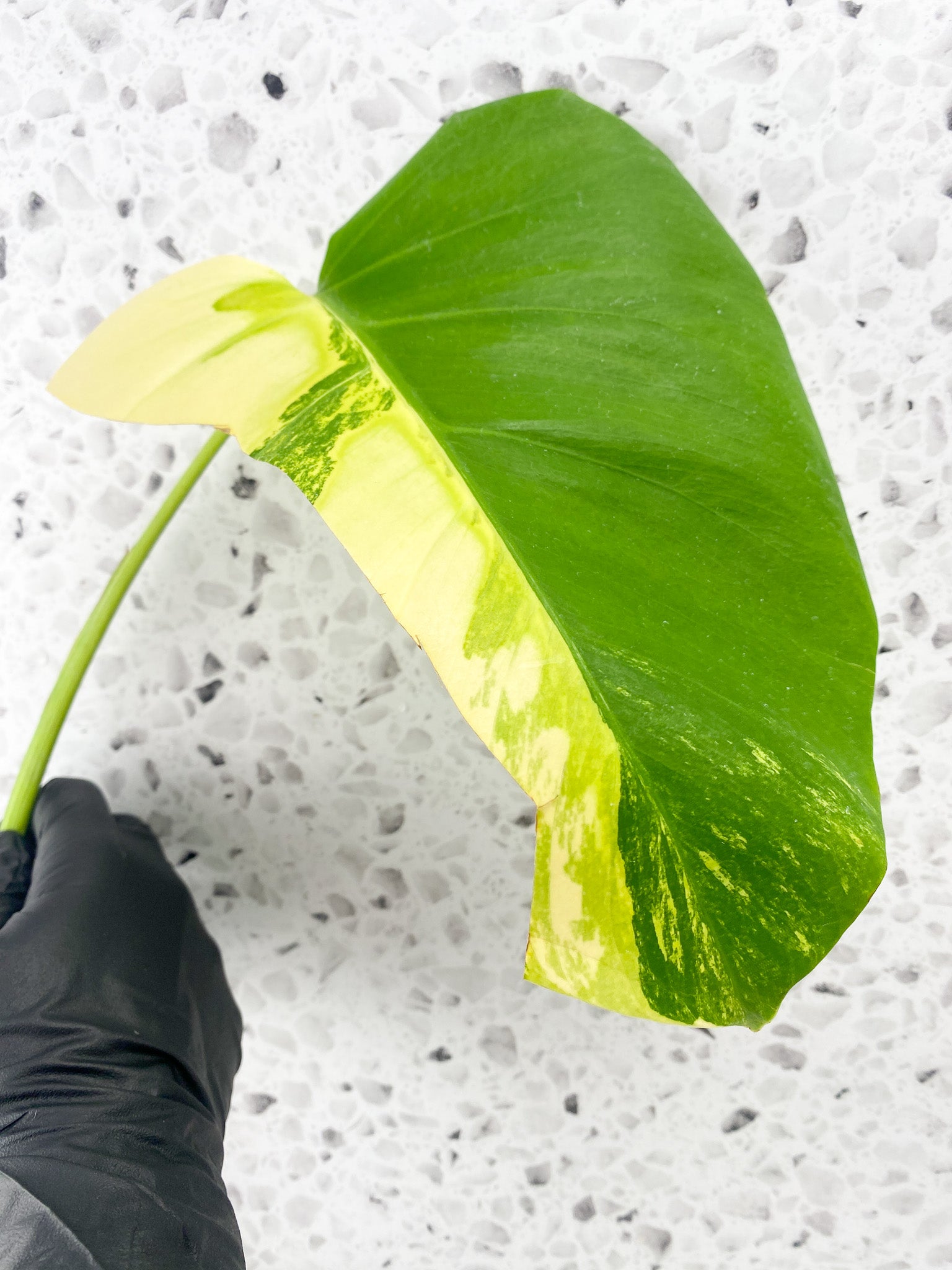 Monstera Aurea Tricolor 1 leaf 1 extra node