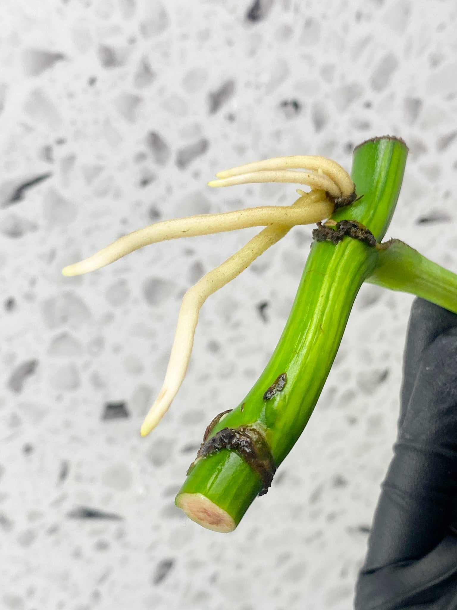 Monstera Aurea Tricolor 1 leaf 1 extra node