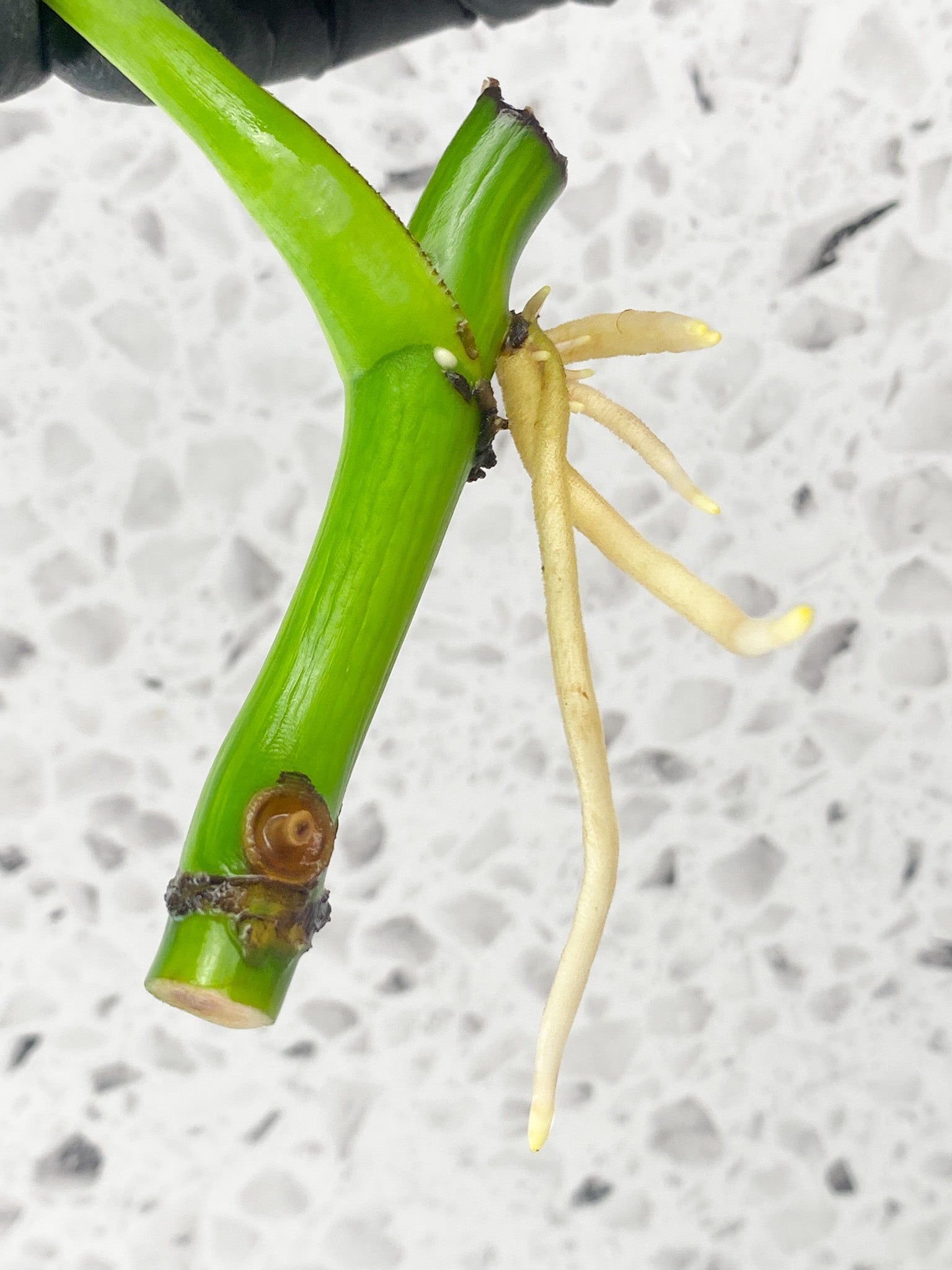 Monstera Aurea Tricolor 1 leaf 1 extra node