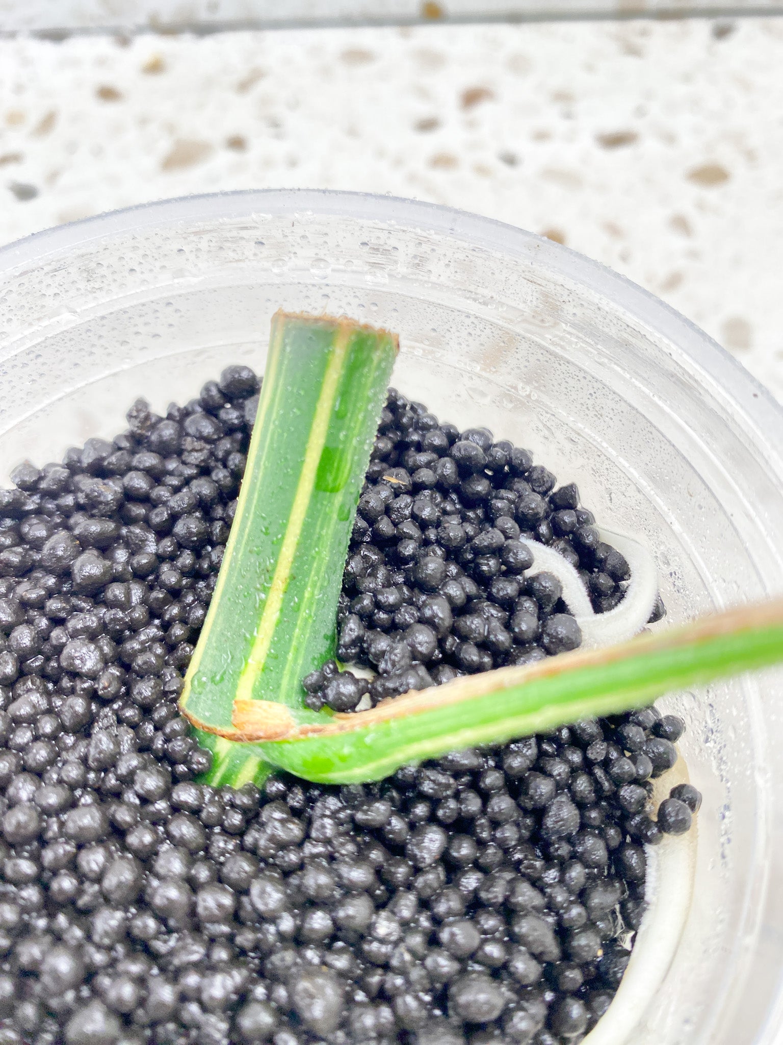 Tetrasperma Variegated 1 leaf 1 sprout