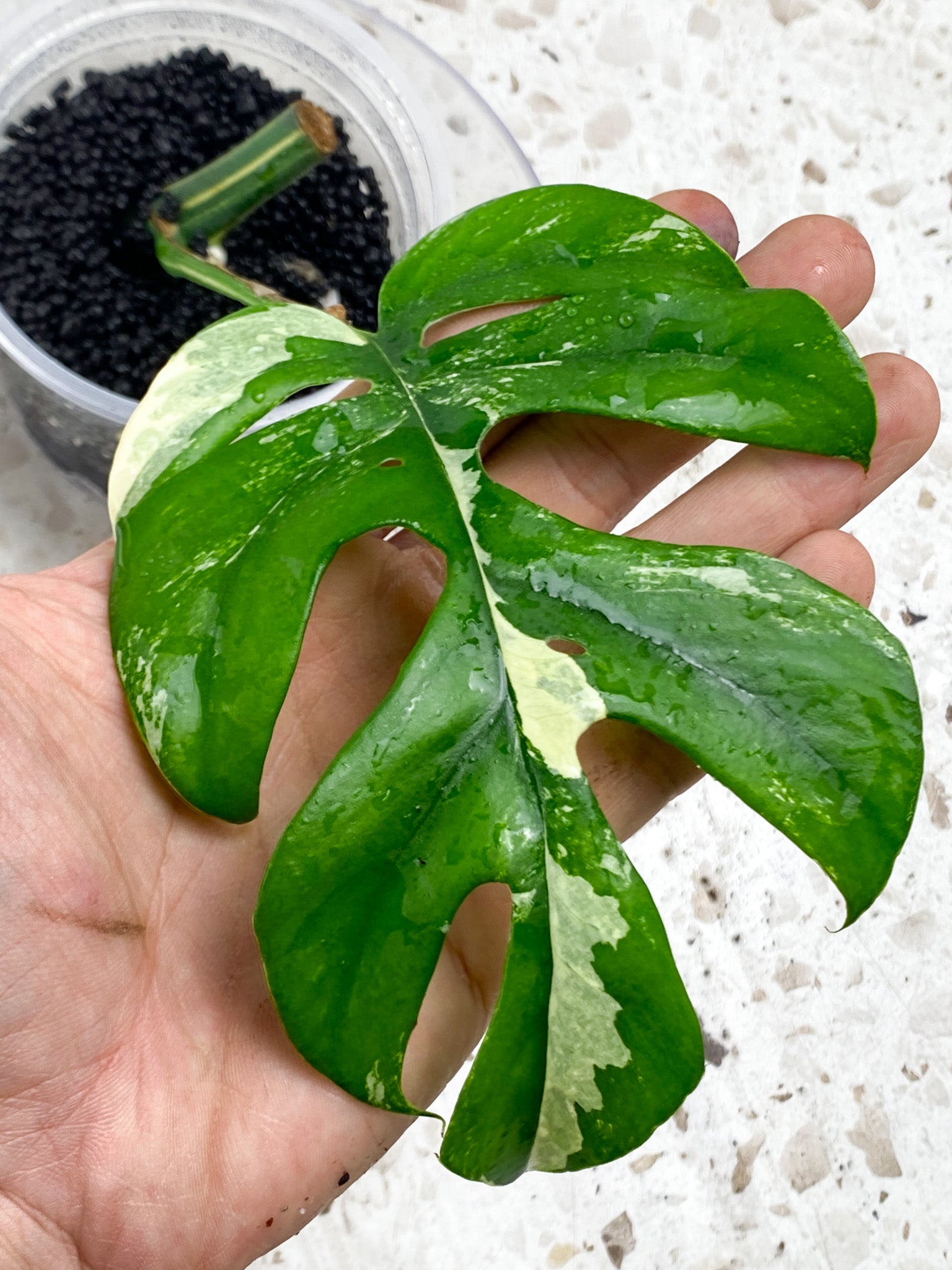 Tetrasperma Variegated 1 leaf 1 sprout