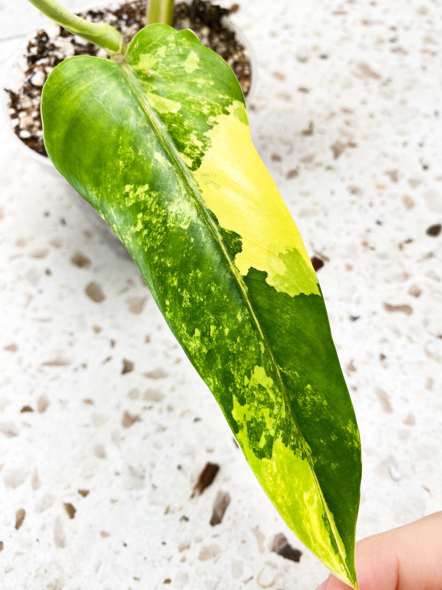 Philodendron Domesticum Variegated 2 leaves 1 shoot top cutting