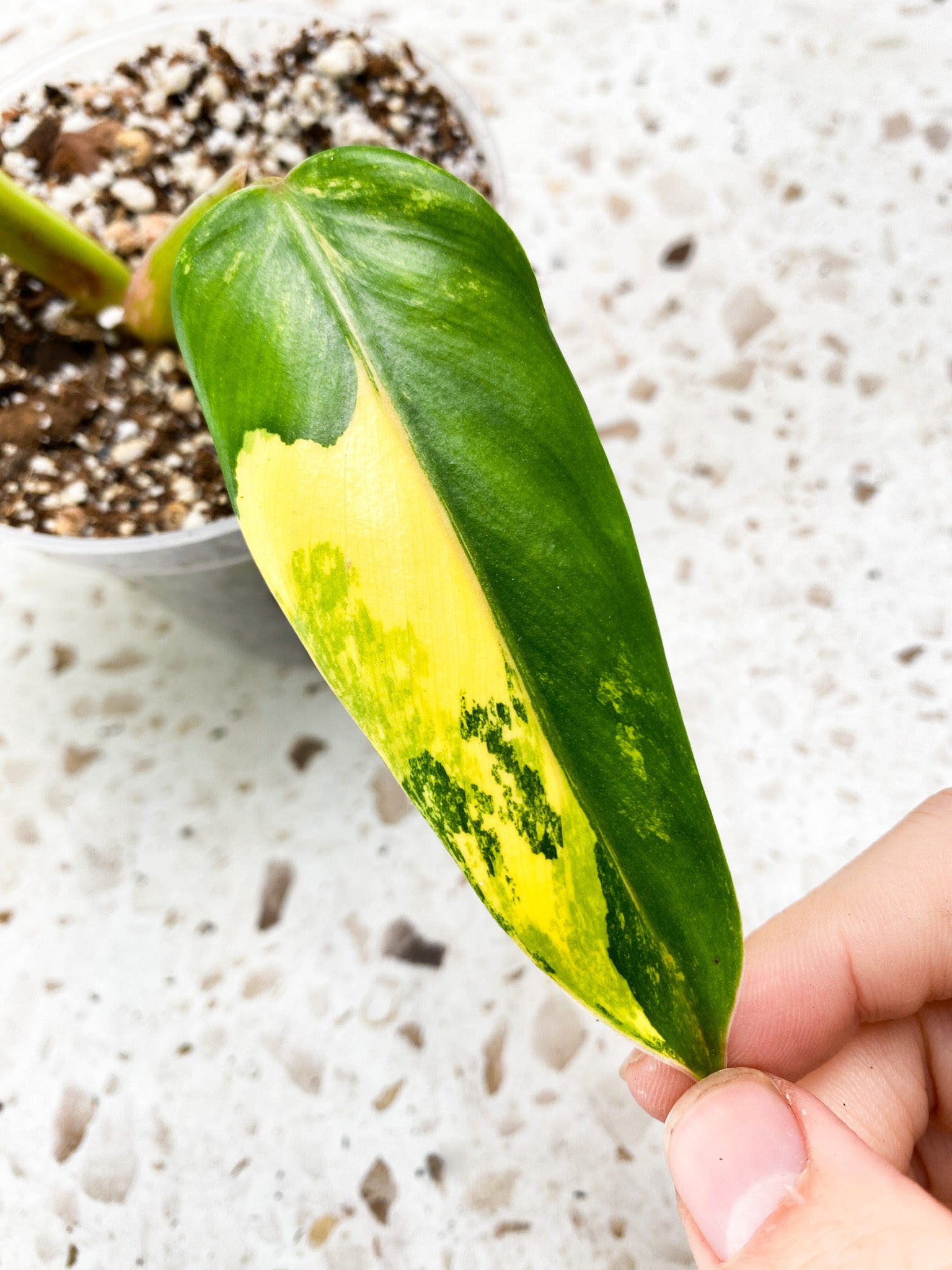 Philodendron Domesticum Variegated 2 leaves 1 shoot top cutting