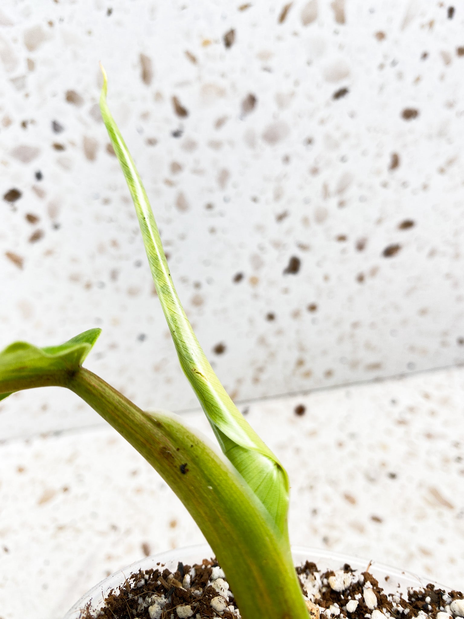 Philodendron Domesticum Variegated 2 leaves 1 shoot top cutting