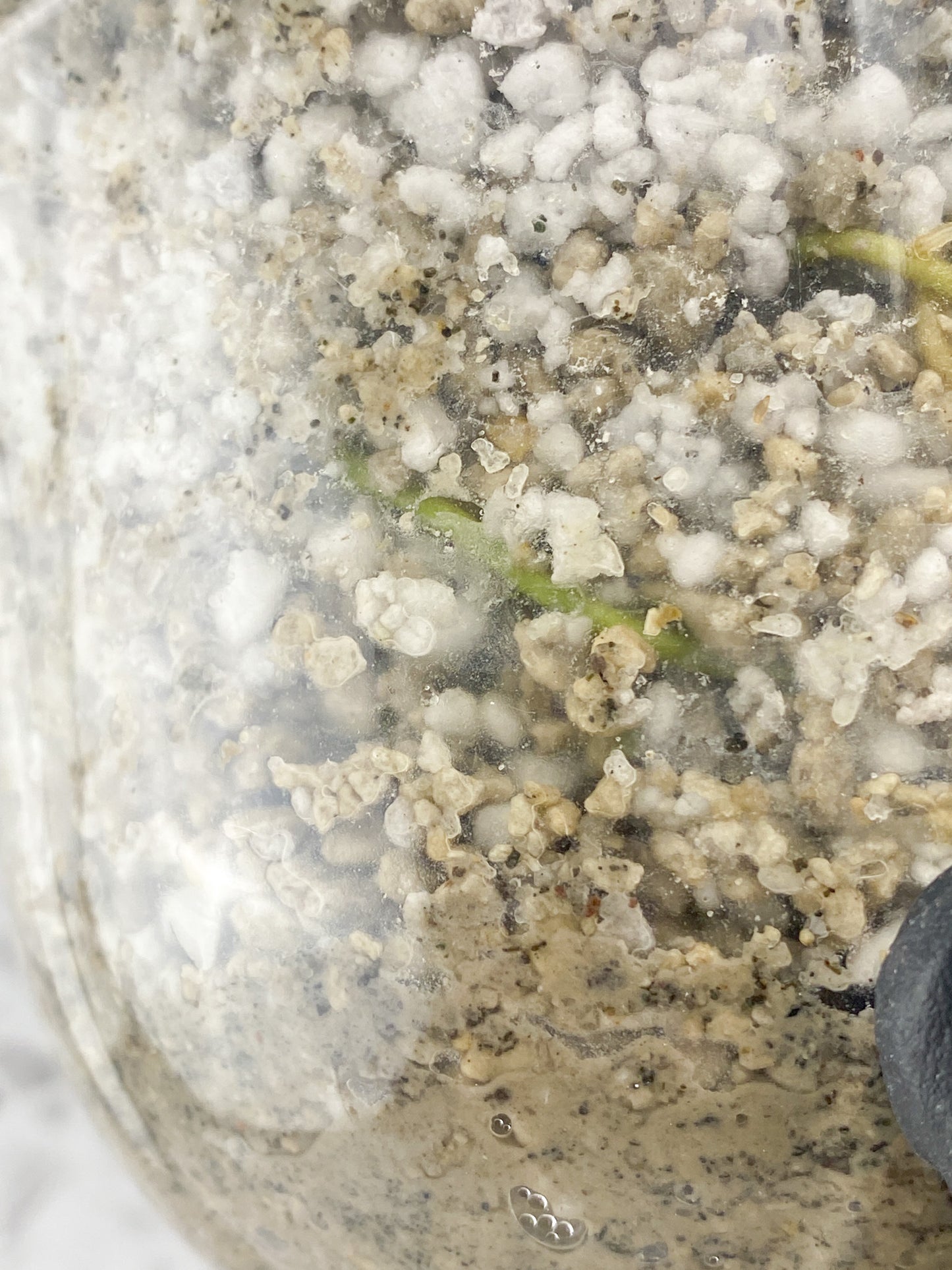 Rhaphidophora sp. Flame 1 leaf with sprout