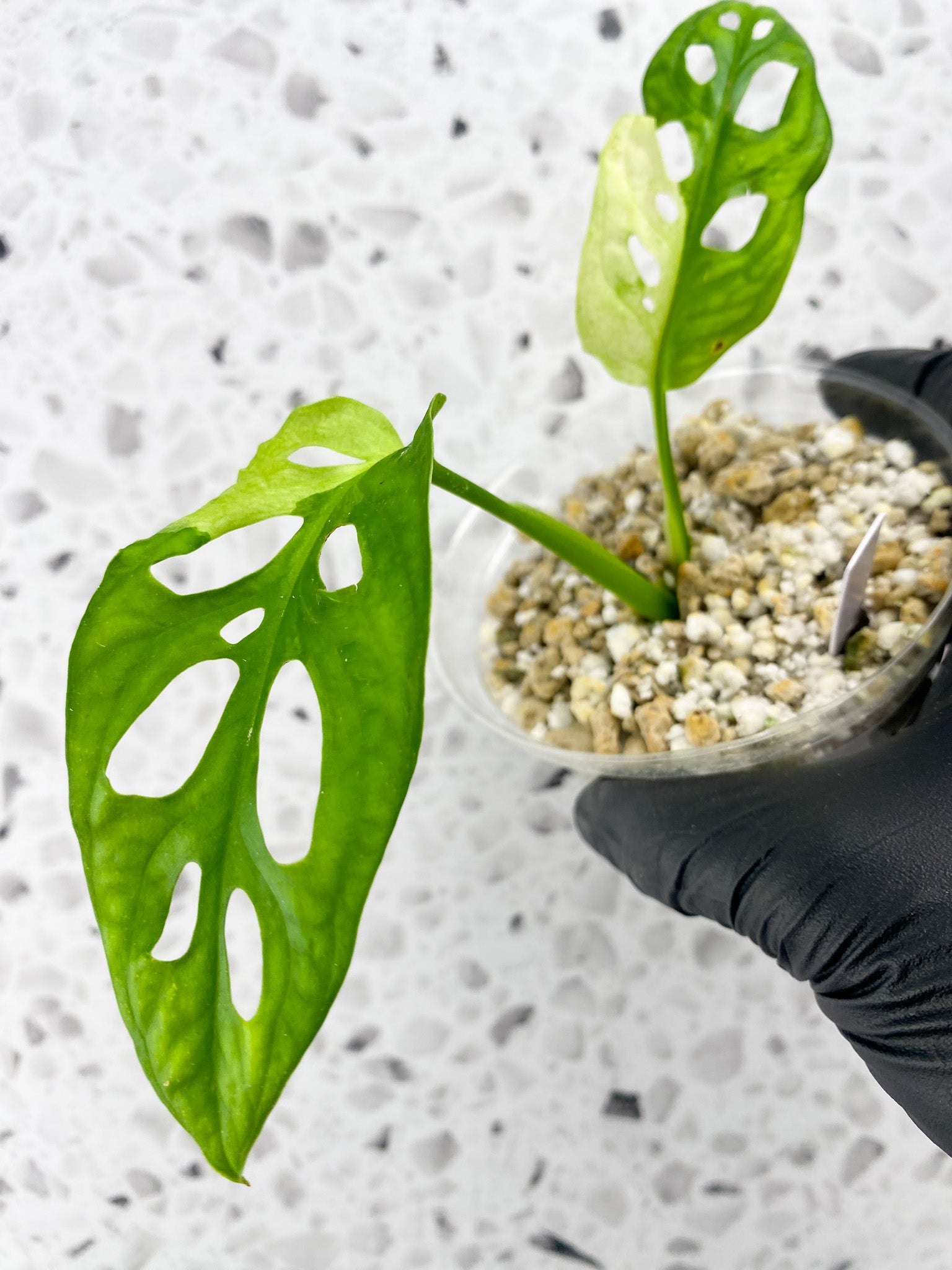 Monstera Adansonii Japanese Tricolor 2 leaves