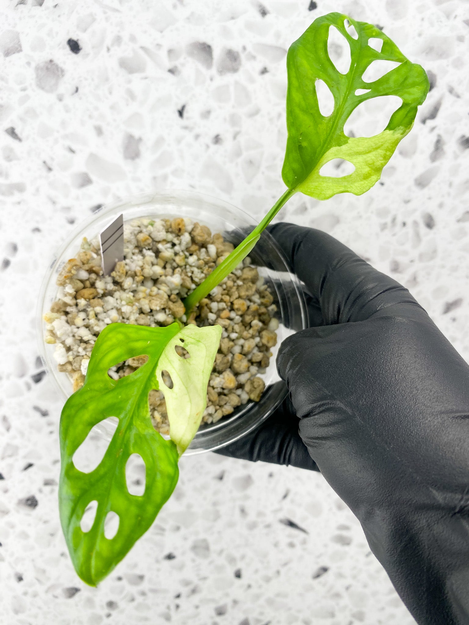 Monstera Adansonii Japanese Tricolor 2 leaves