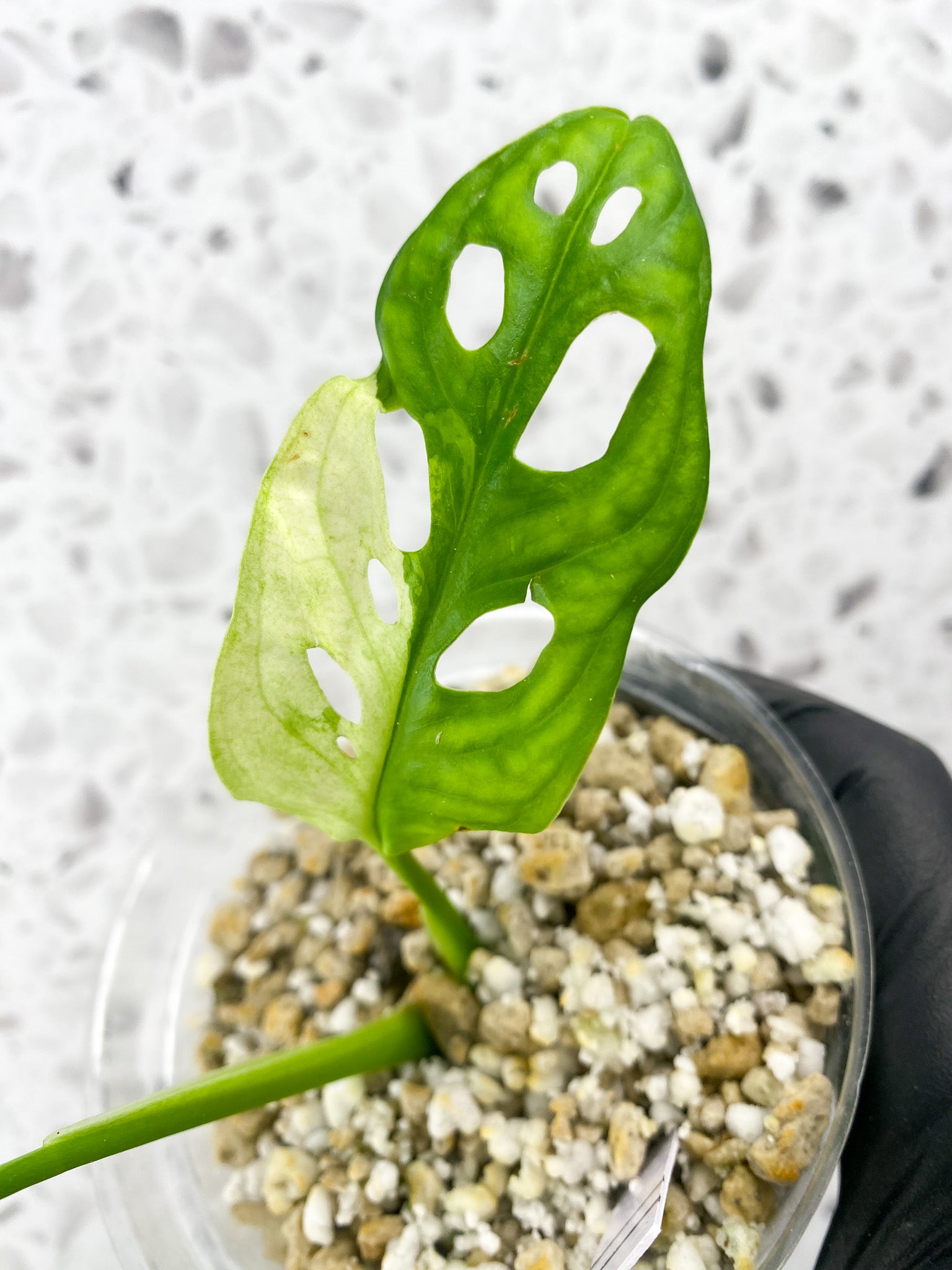 Monstera Adansonii Japanese Tricolor 2 leaves