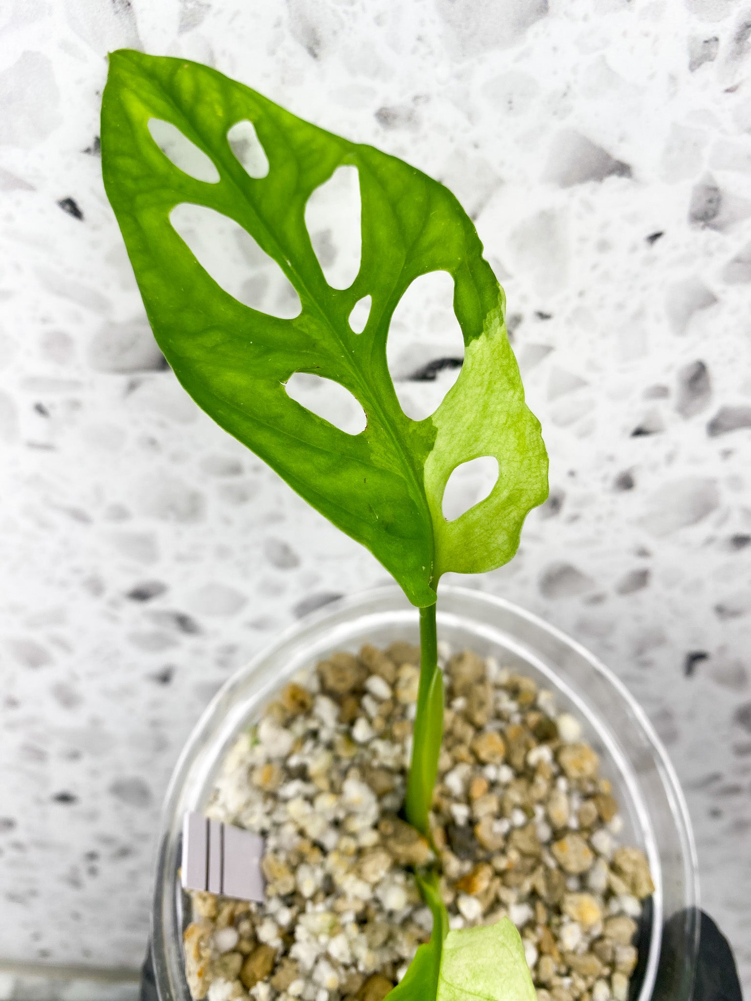 Monstera Adansonii Japanese Tricolor 2 leaves