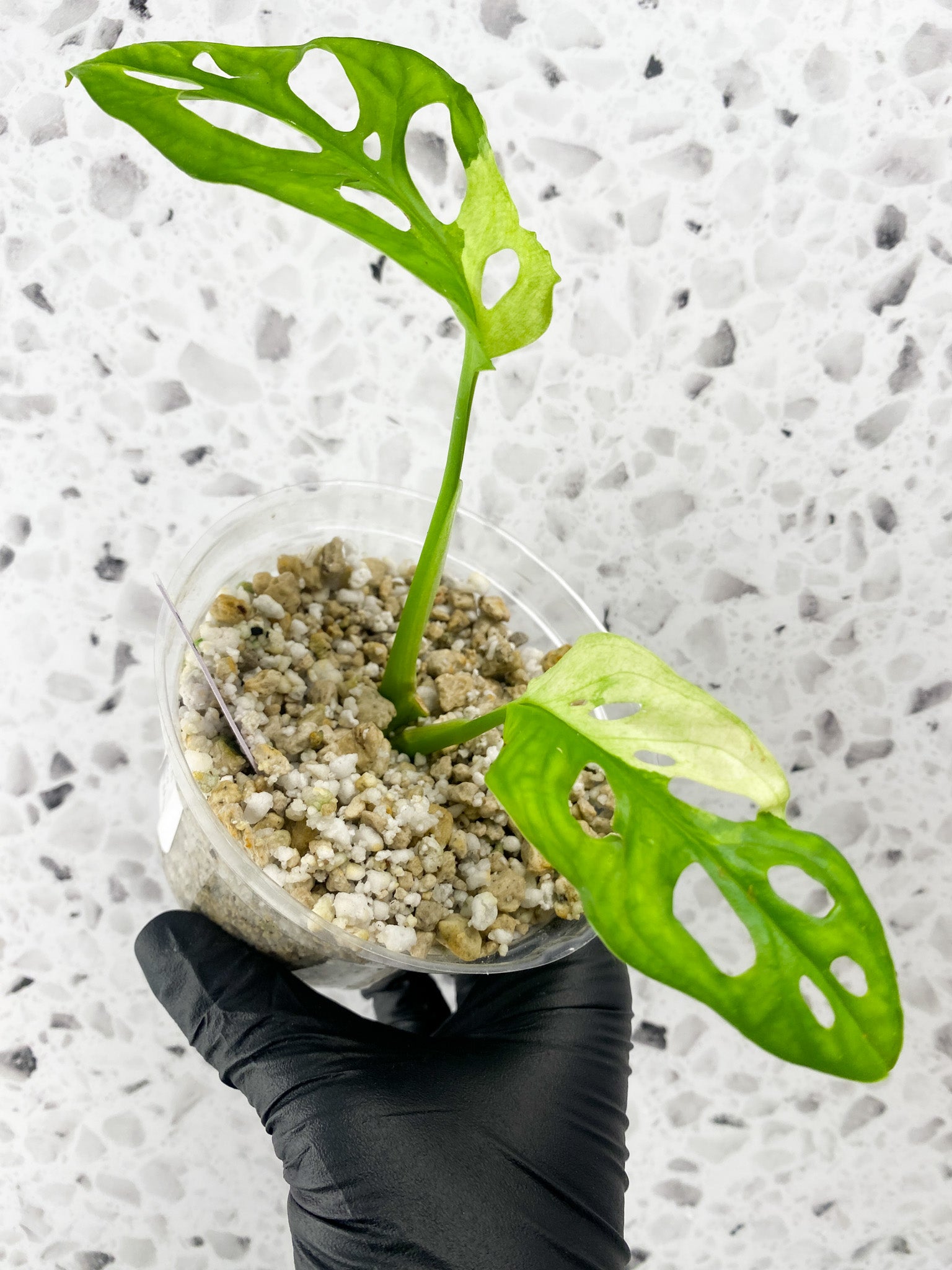 Monstera Adansonii Japanese Tricolor 2 leaves