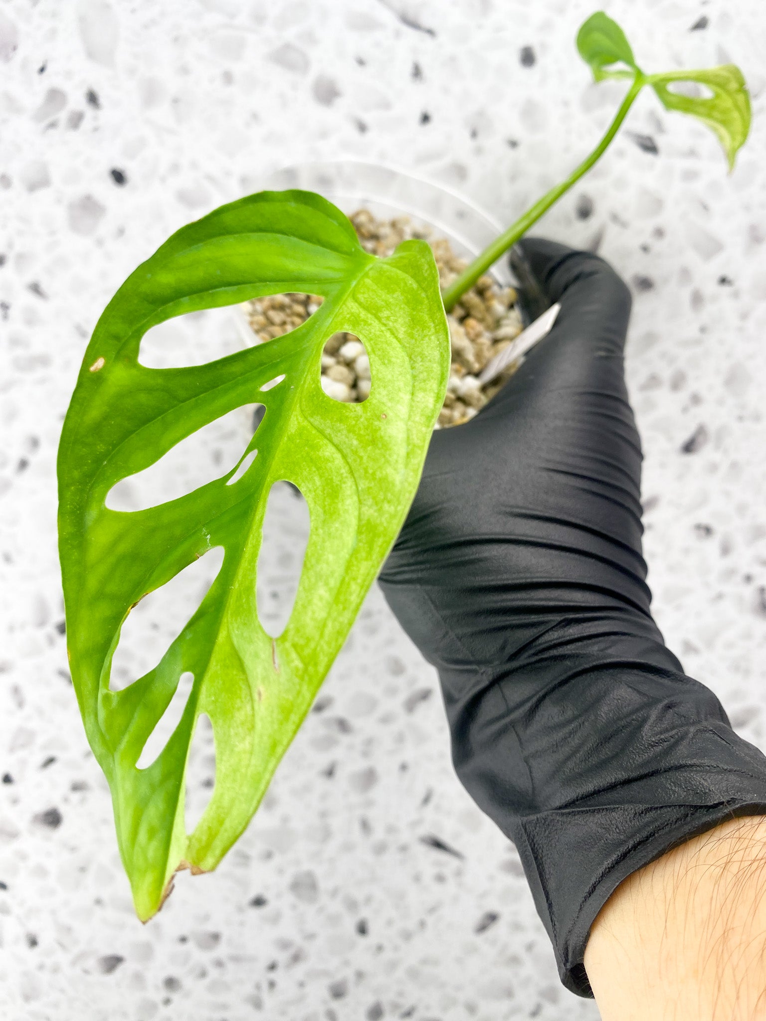 Monstera Adansonii Japanese Tricolor 2 leaves