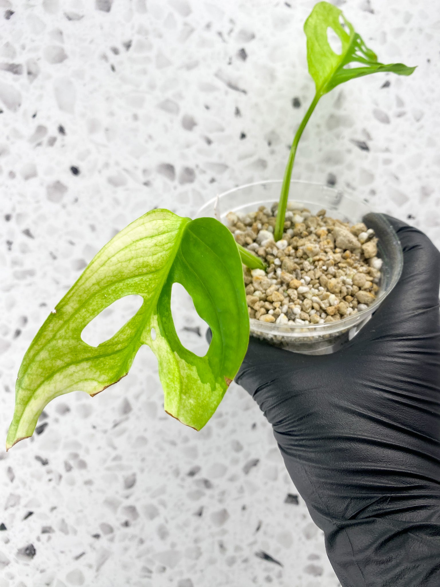 Monstera Adansonii Japanese Tricolor 2 leaves